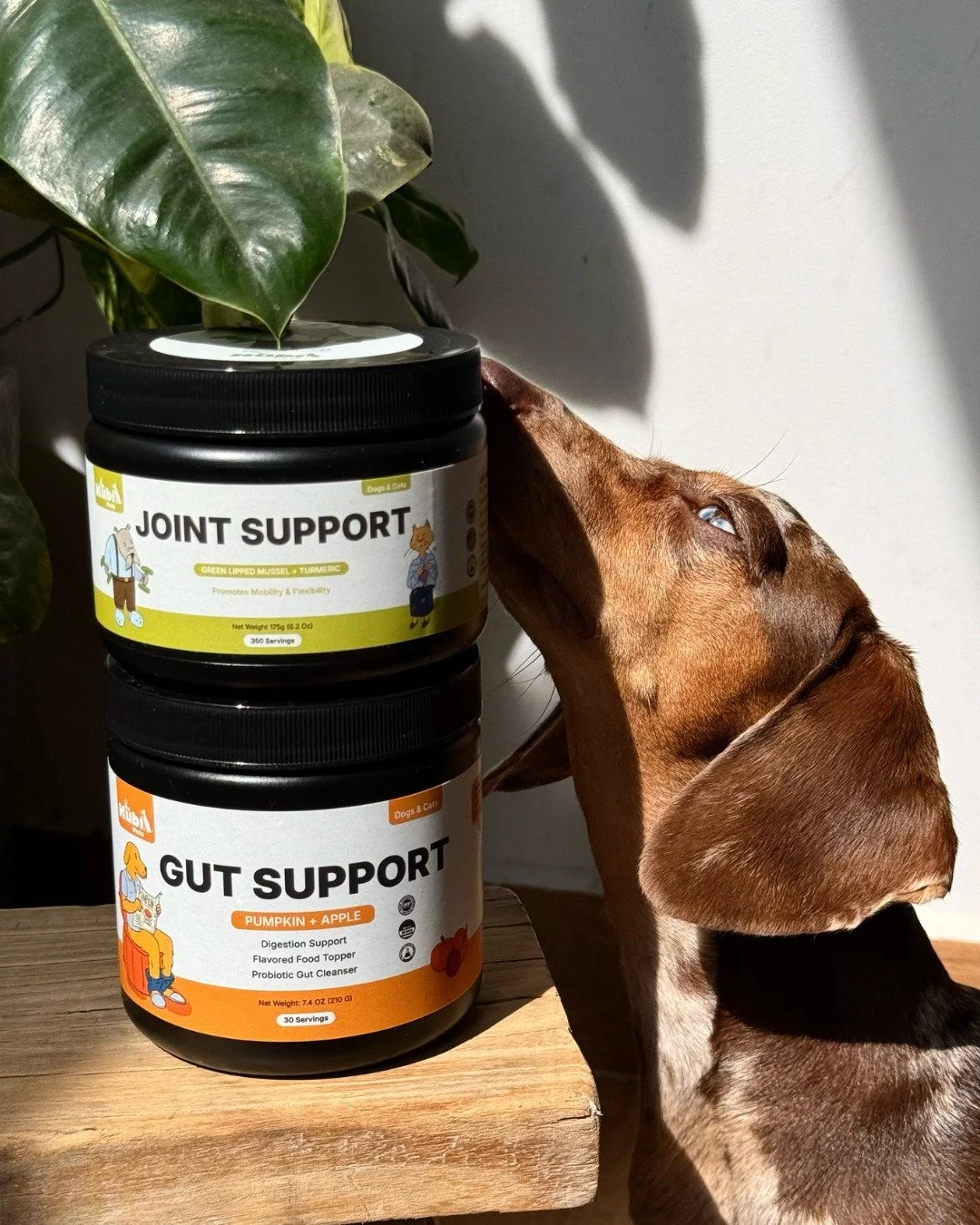 From purr-fect poses to polished brand visuals ✨ 

We partnered with Kubi Pets to create content tailored for their website &amp; socials. 

This project is part of what we do at @thewoofagency&ndash; helping pet brands across the globe bring their v