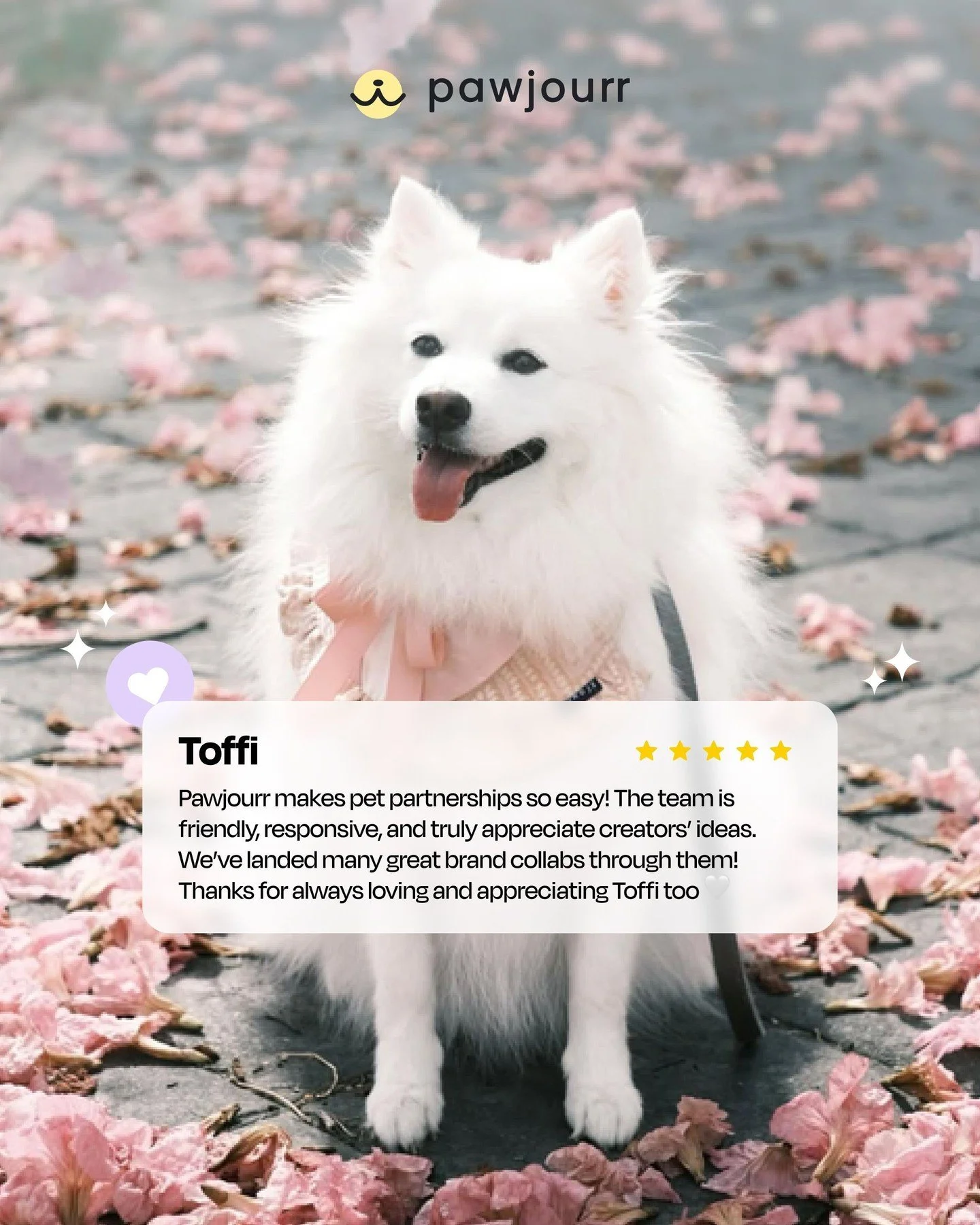 So proud seeing our community turn passion into partnerships đž 
Watching @toffi.thespitz land brand deals through pawjourr is the best feeling ever đ 
Want to start your pet influencer journey with us, too? Sign up for free (link in bio)
 
#Pawjo