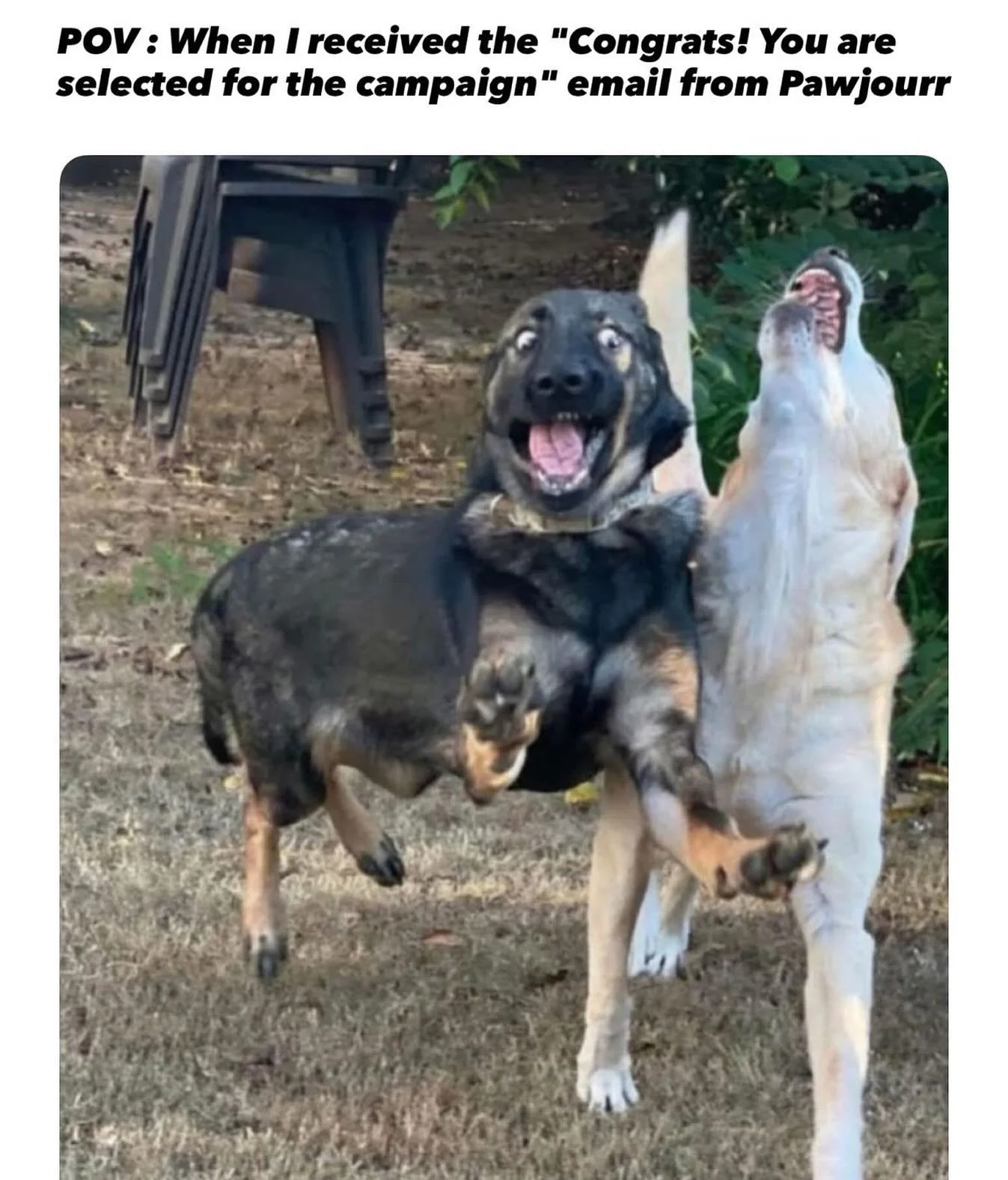 Nothing beats the joy of your pet getting their campaign 🐾✨ 

Ready to secure the bag, one cute pose at a time.

#Pawjourr #TheWoofAgency #pawjourrpartners