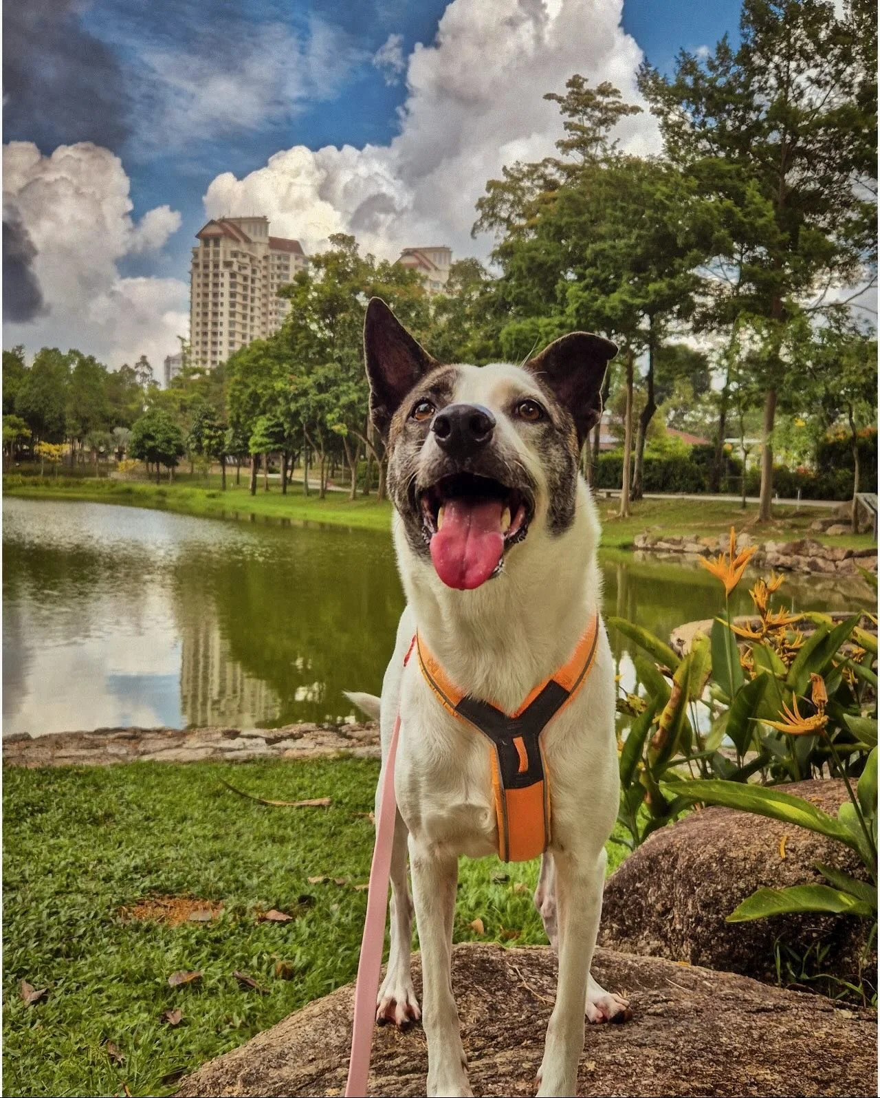 🐶✨ Kira&rsquo;s Adoption Story &mdash; The Little Light Who Chose Her Family 

To commemorate National Adoption Month, we invited pet parents to share their adoption journeys. We received many warm and heartfelt stories, but this one stayed with us.