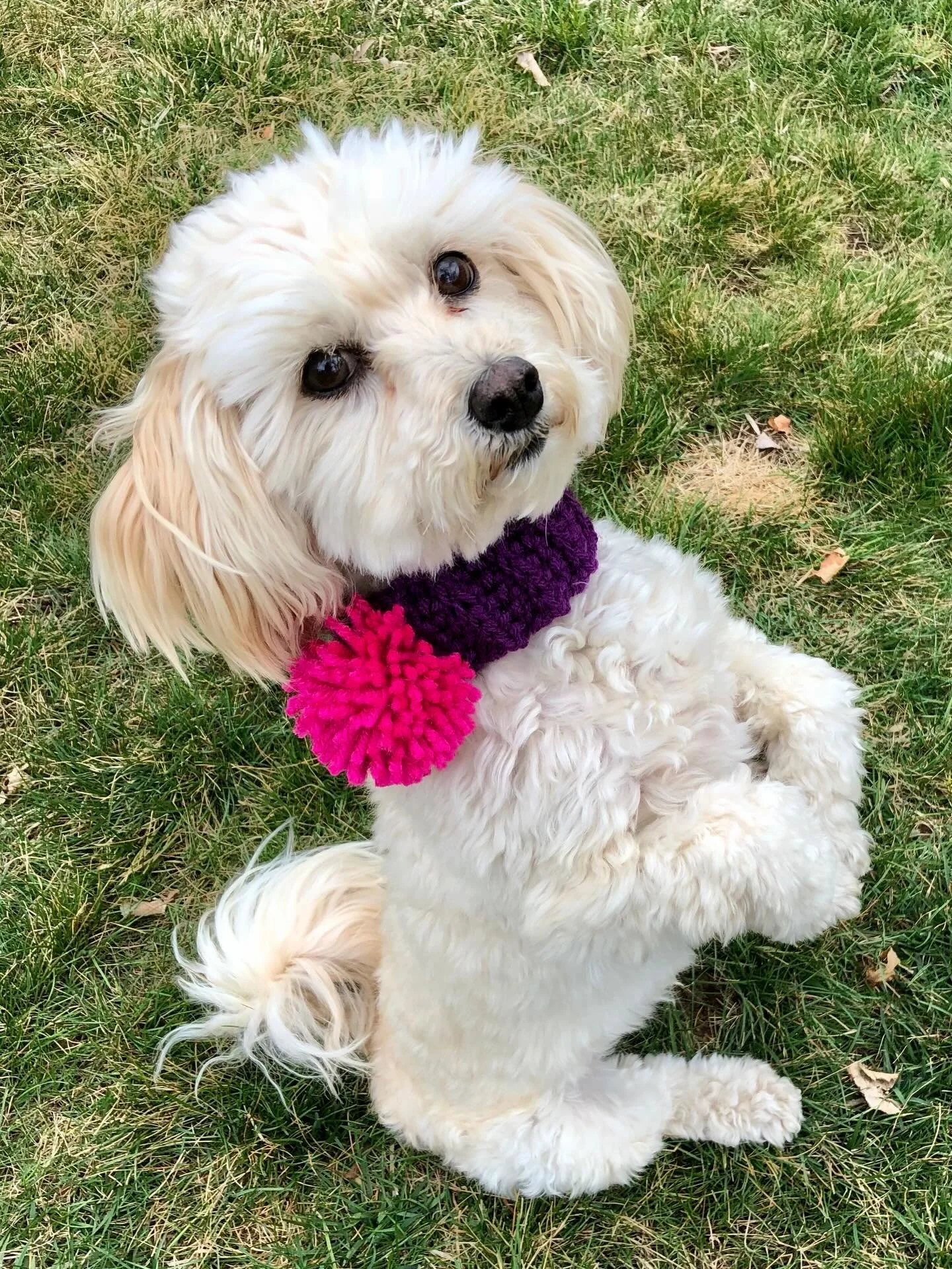 As the month comes to a close, Pawjourr is wrapping up National Senior Pet Month with one story that truly melted our hearts.

Meet Henry &mdash; a shelter stray turned seasoned star🐶✨

Henry was adopted at about a year old, and from the very beginn