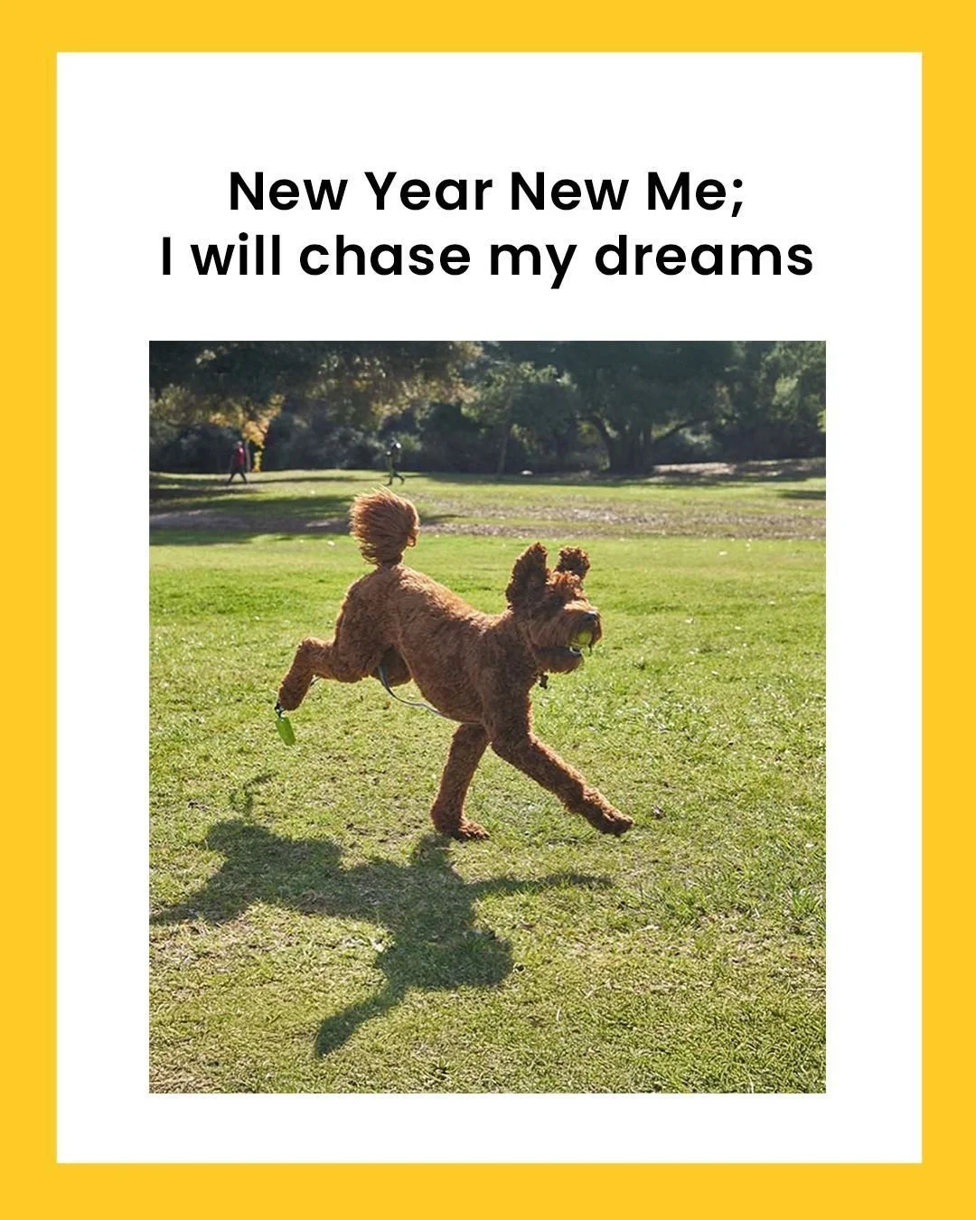 If your pet&rsquo;s gonna chase anything this year&hellip; let it be their influencer dreams ✨

Pawjourr&rsquo;s got the ball 😉

#Pawjourr #TheWoofAgency