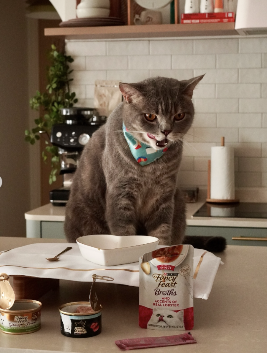 How to Find the Right Pet Influencers For Your Brand(And Why Most Get It Wrong)