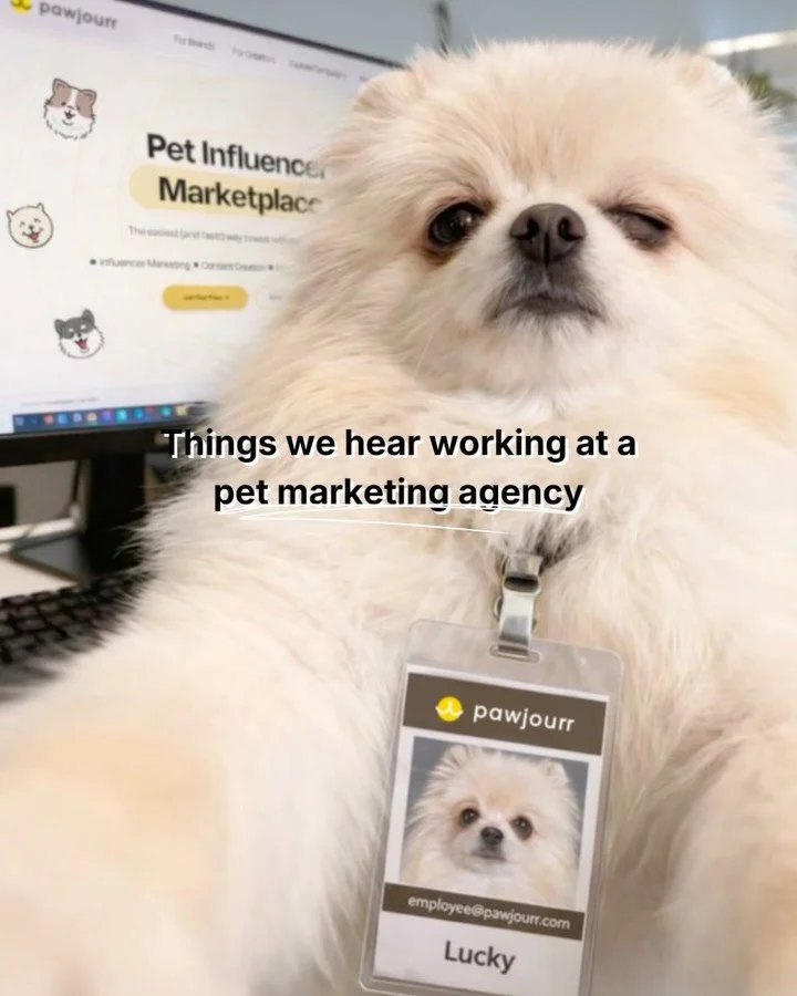 YOU asked&hellip;WE delivered! How many Pawjourr creators have the same name?🙀🐶🐾

#PawjourrCreators