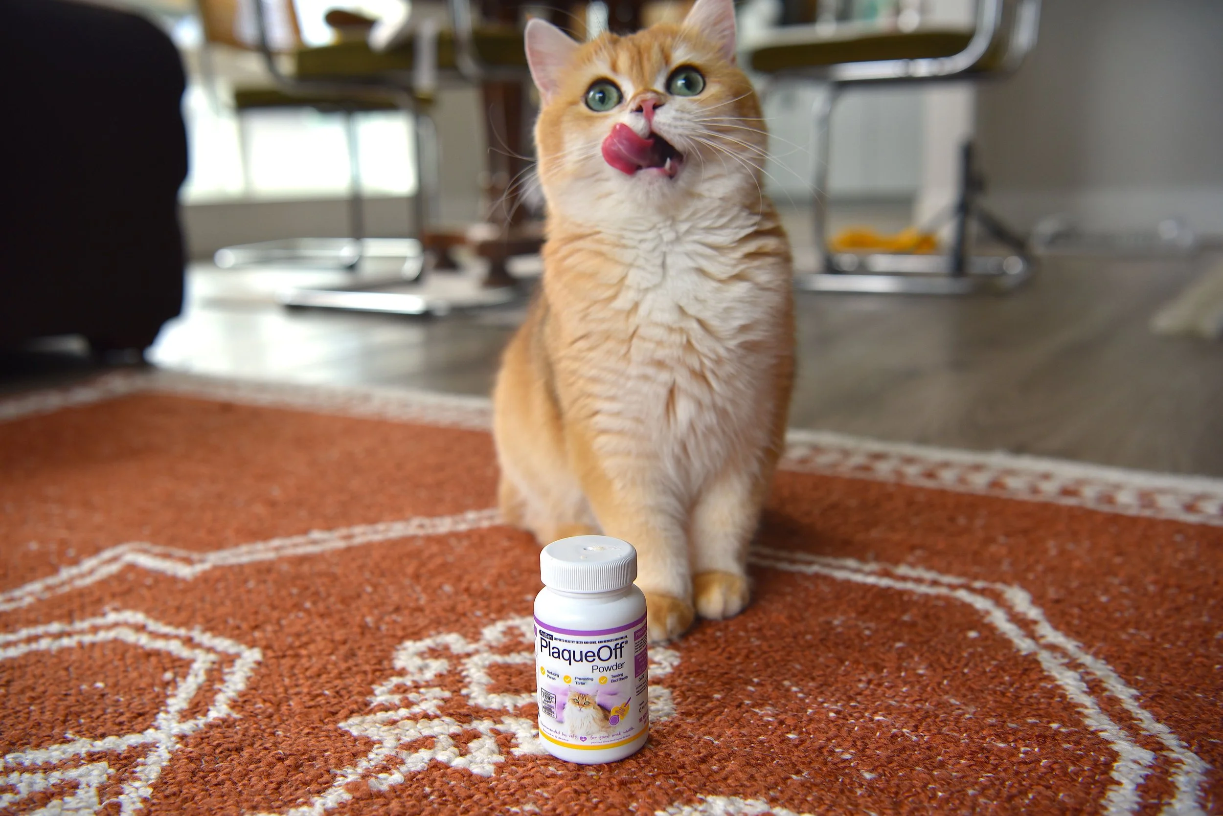 Paid Ads for Pet Brands: Read the Data Before You Scale