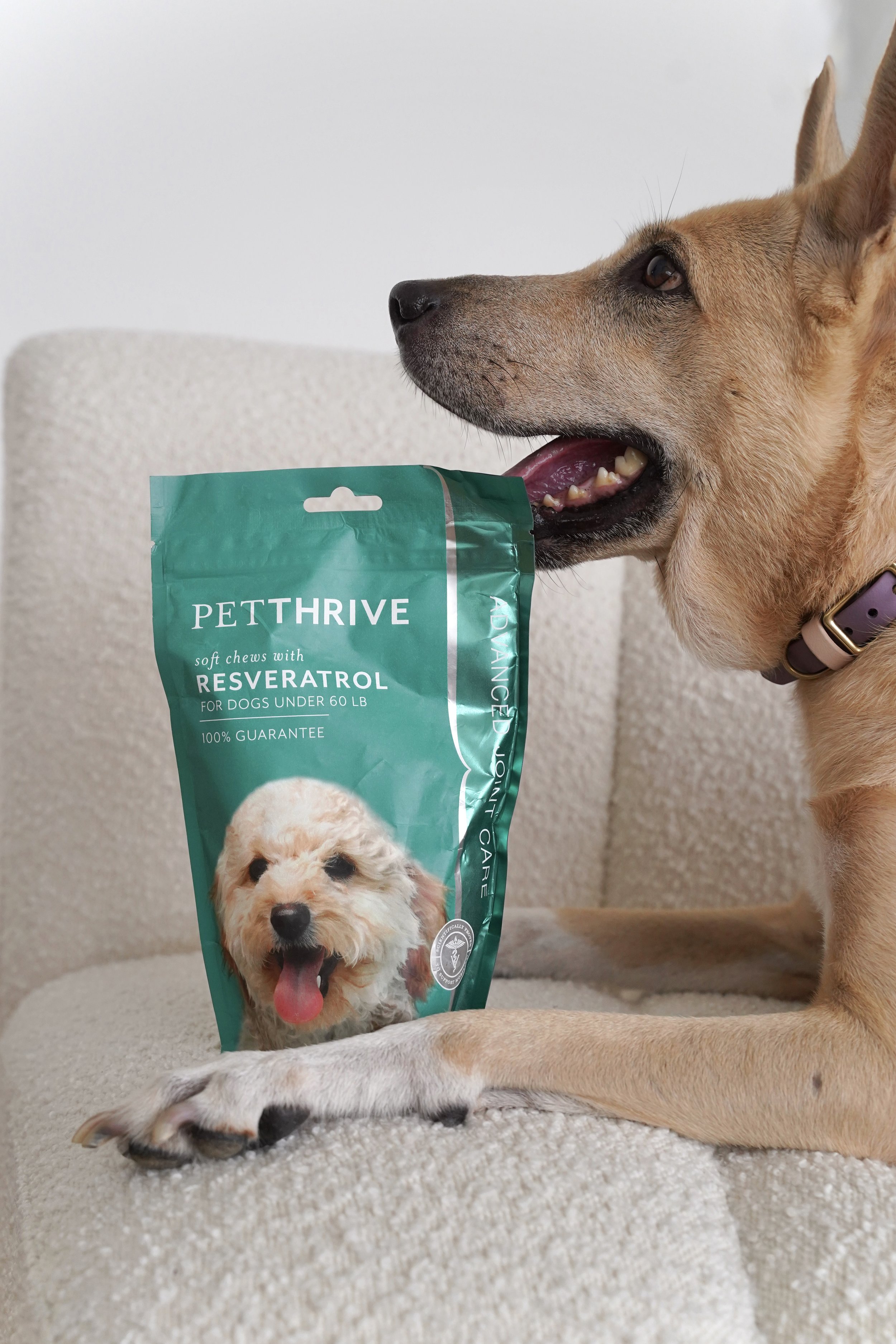 Pet Influencer Marketing: A Founder's Playbook for Pet Brands