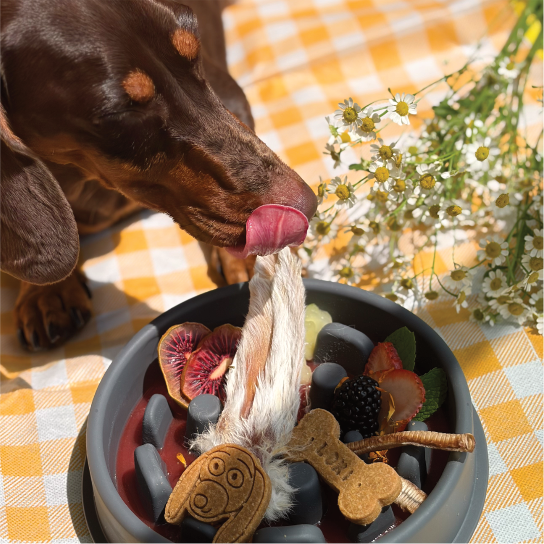 TikTok Ads for Pet Brands: What Actually Works in 2026