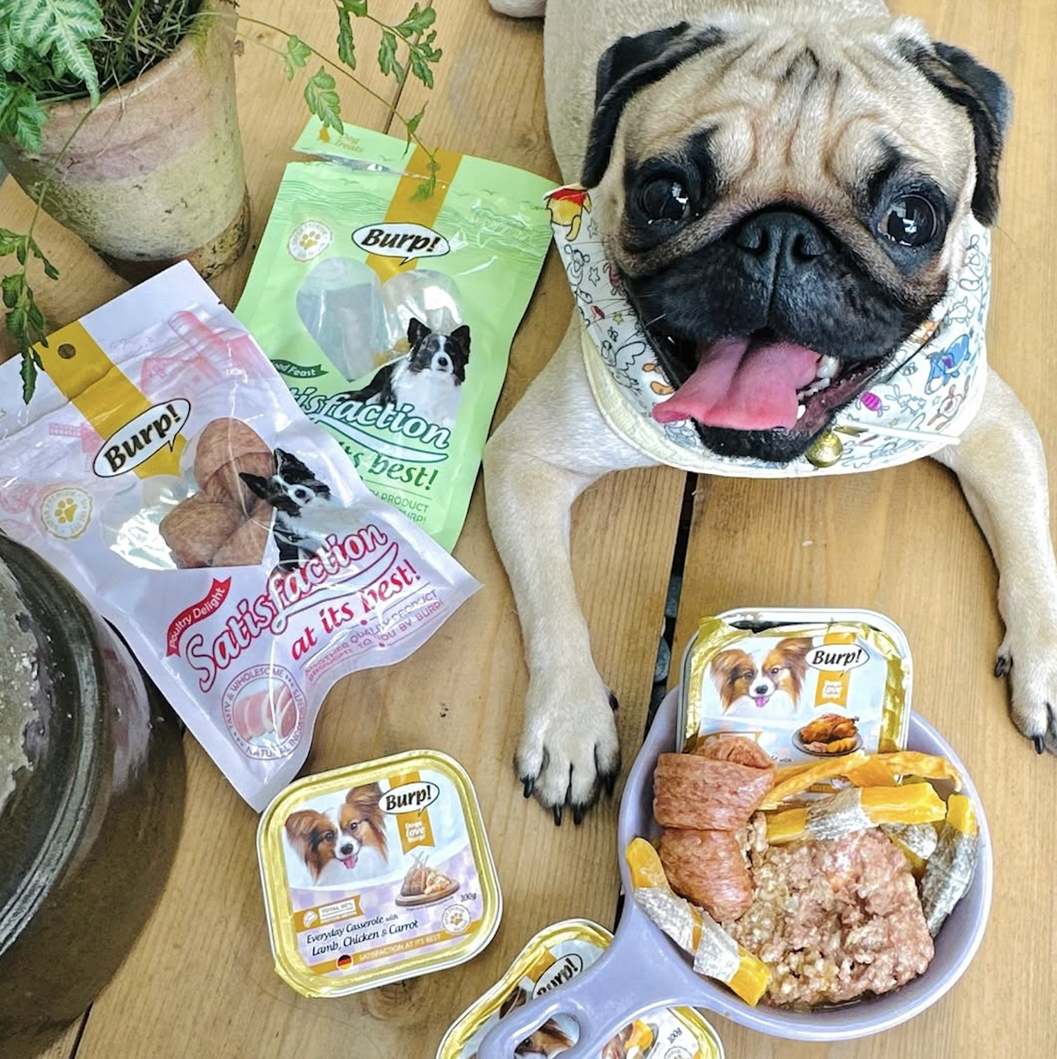 ovaa_pug