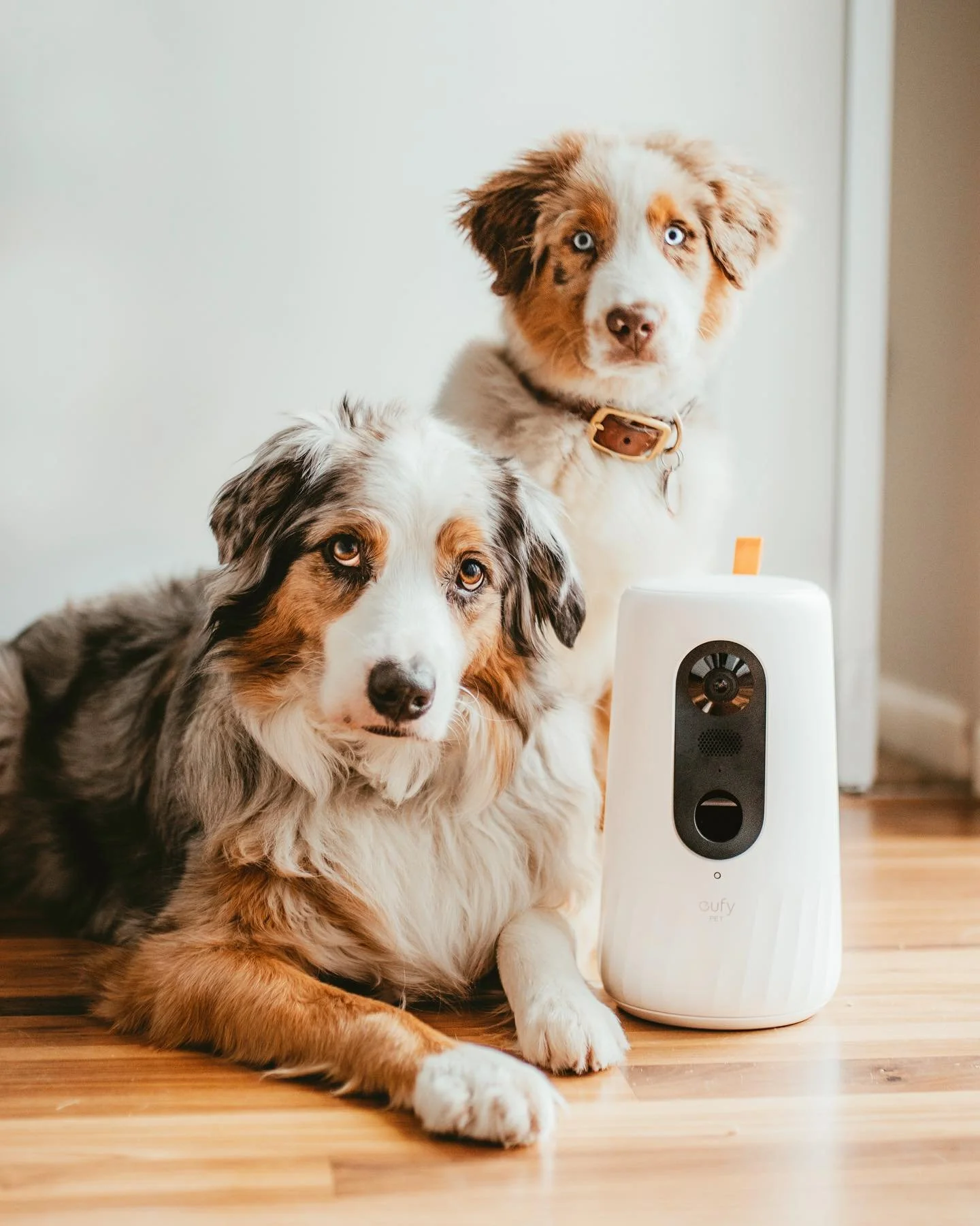 ourwildaussies