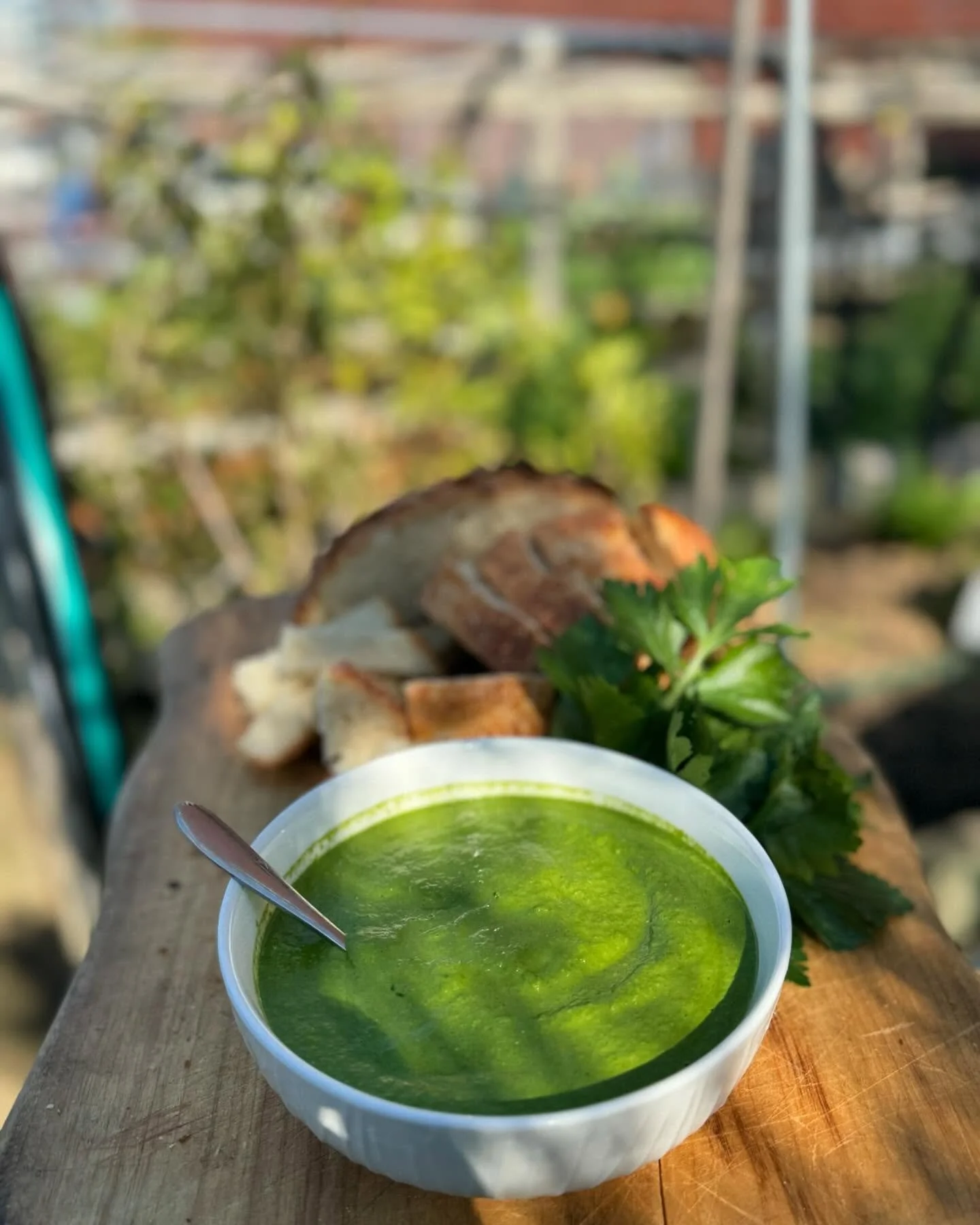 Feeling inspired by @dannyforgood @ecojusticehubmelbourne and their fresh-from-the-garden celery top pesto. 
The combination of celery leaves, macadamia, lemon juice, blood orange, olive oil, garlic, and salt creates an easy and tasty dish.

Recipe 
