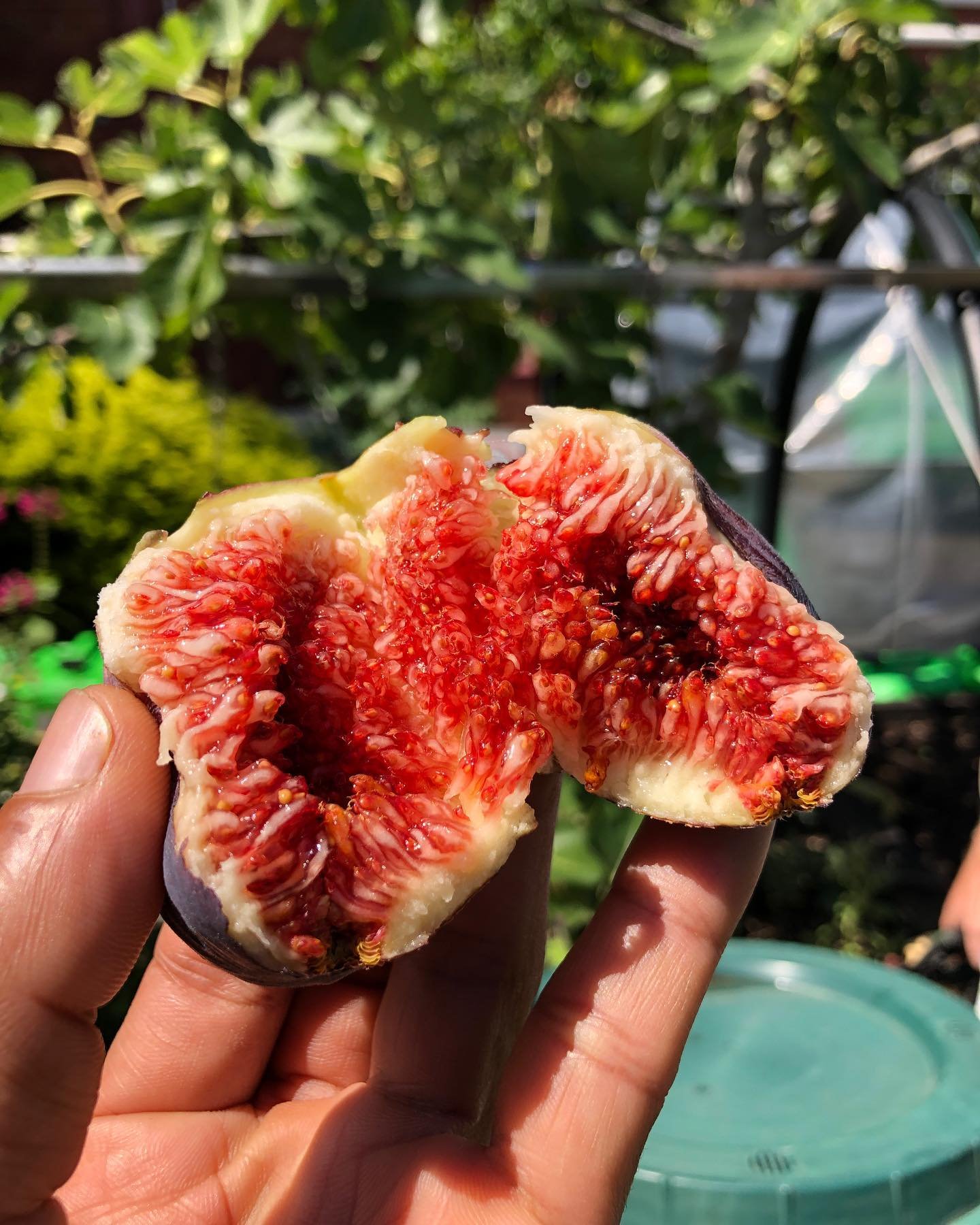 Four years ago @stuartmuirwilson and I planted this Fig tree @ecojusticehubmelbourne. Feels like it was yesterday since then I learned so much about permaculture and the effective use of small community gardens and how it can help our community. For 