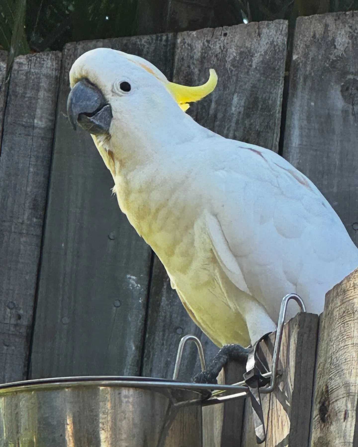 I went walking.
What did I see? 
A sulphur-crested cockatoo looking at me.