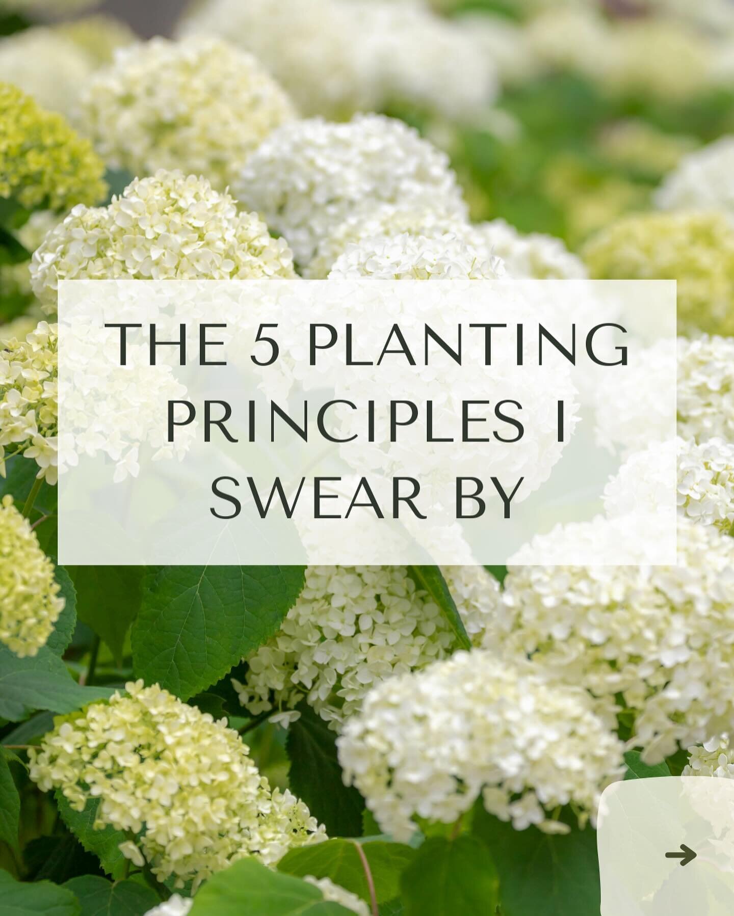 Hurrah! We&rsquo;re right into prime planting season now which makes my heart sing 😀

But before you jump in it&rsquo;s so worth taking a bit of time to plan your plant choices and your planting combos. And here are 5 principles I swear by to get yo