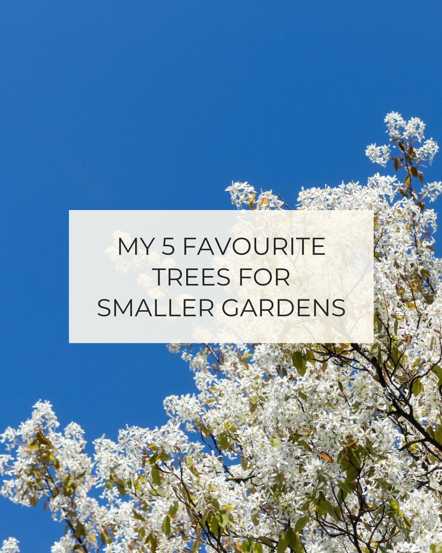 Every garden needs a tree, even the smallest of spaces. Fact!

Over the last few weeks I&rsquo;ve done some consultations that have focussed on tree choices so I thought I&rsquo;d choose 5 of my faves for smaller spaces: 

1) Malus Evereste 
2) Prunu