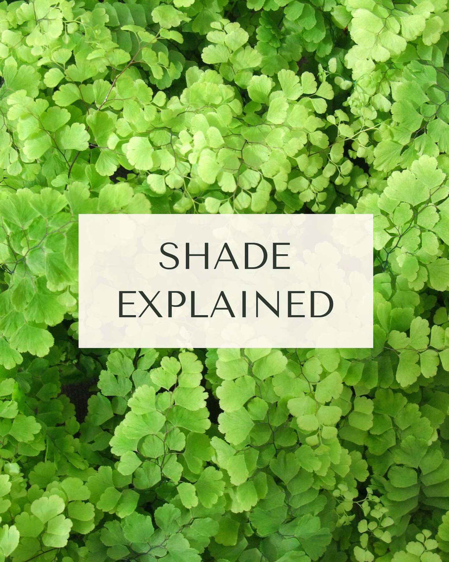 Today was the final plant setting out in an Edinburgh garden. And it was the turn of the shade lovers 💚💚💚

Which got me thinking about gardening shady areas and planting for shade. So many things to consider when choosing the right planting. But a