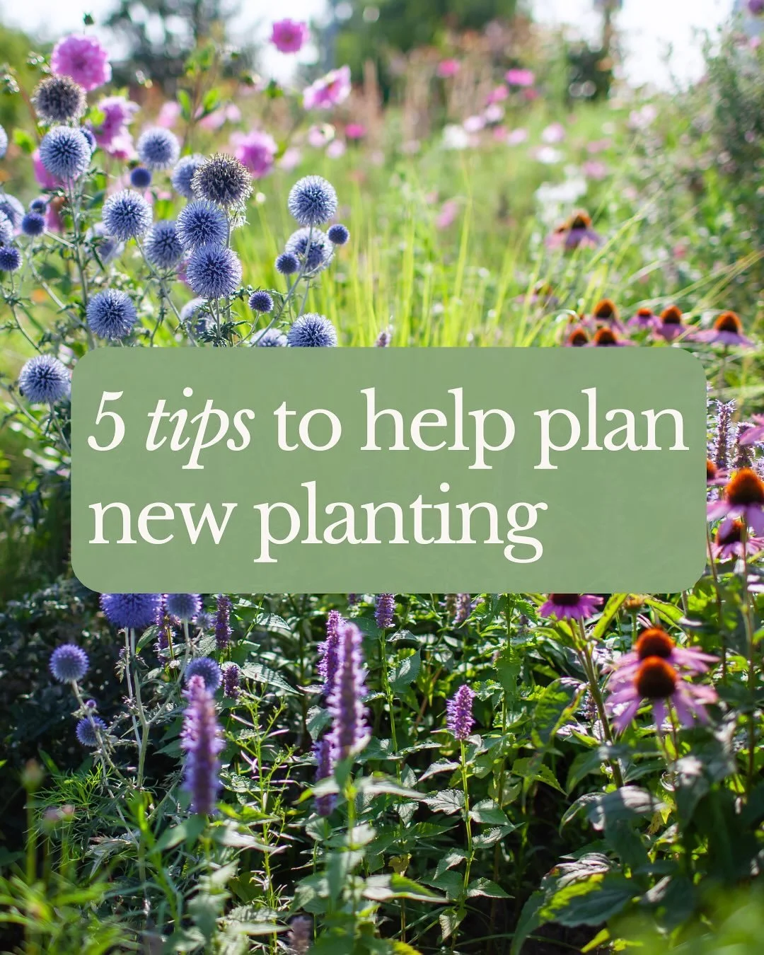 What a lot of planting plans I have worked on over the summer ready for Autumn planting 🙌🏼🙌🏼 

Autumn is a perfect planting time and a bit of planning goes a long way&hellip;

Here are my top 5 things to think about when planning a planting refre