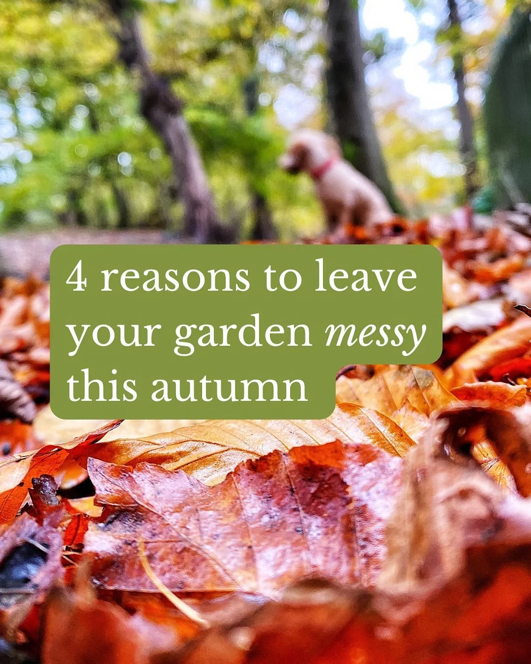 Unless you&rsquo;re dividing or moving your plants, or you&rsquo;re faced with a mushy mess in your border, there&rsquo;s no need to do a full autumn tidy up and cut back in your garden.

And actually there&rsquo;s every reason to delay your tidy if 