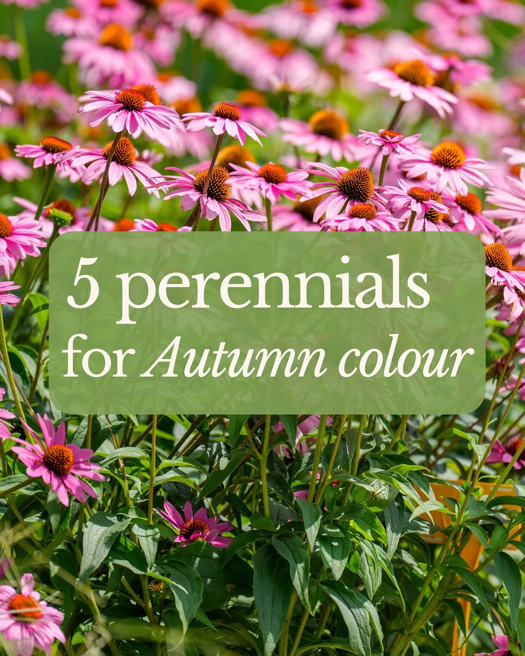 Autumn has arrived in Edinburgh! And the heating went on for the first time this week 😬

But we can still have colour in the garden despite the falling temperatures. 

My dahlias are hanging on slightly in there and here are 5 other perennials for A