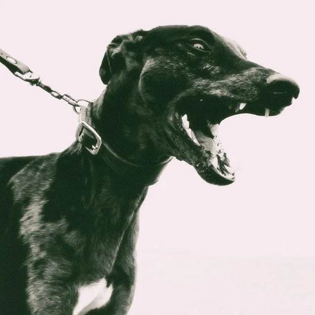 Dead letter snitching Hour.jpeg