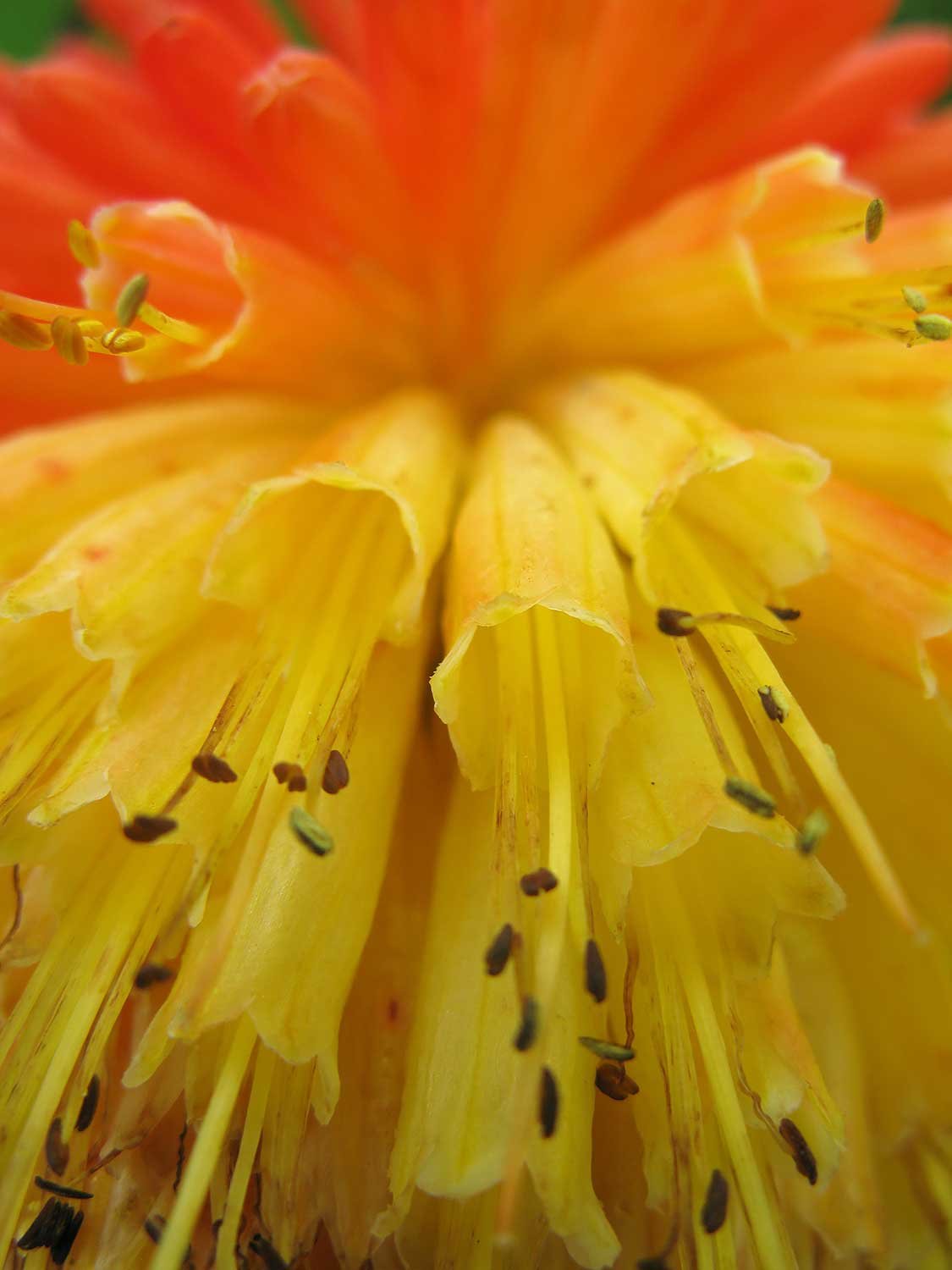 Red Hot Poker 
 
‘Flowers’ exhibition, Carlotta Gallery 2026