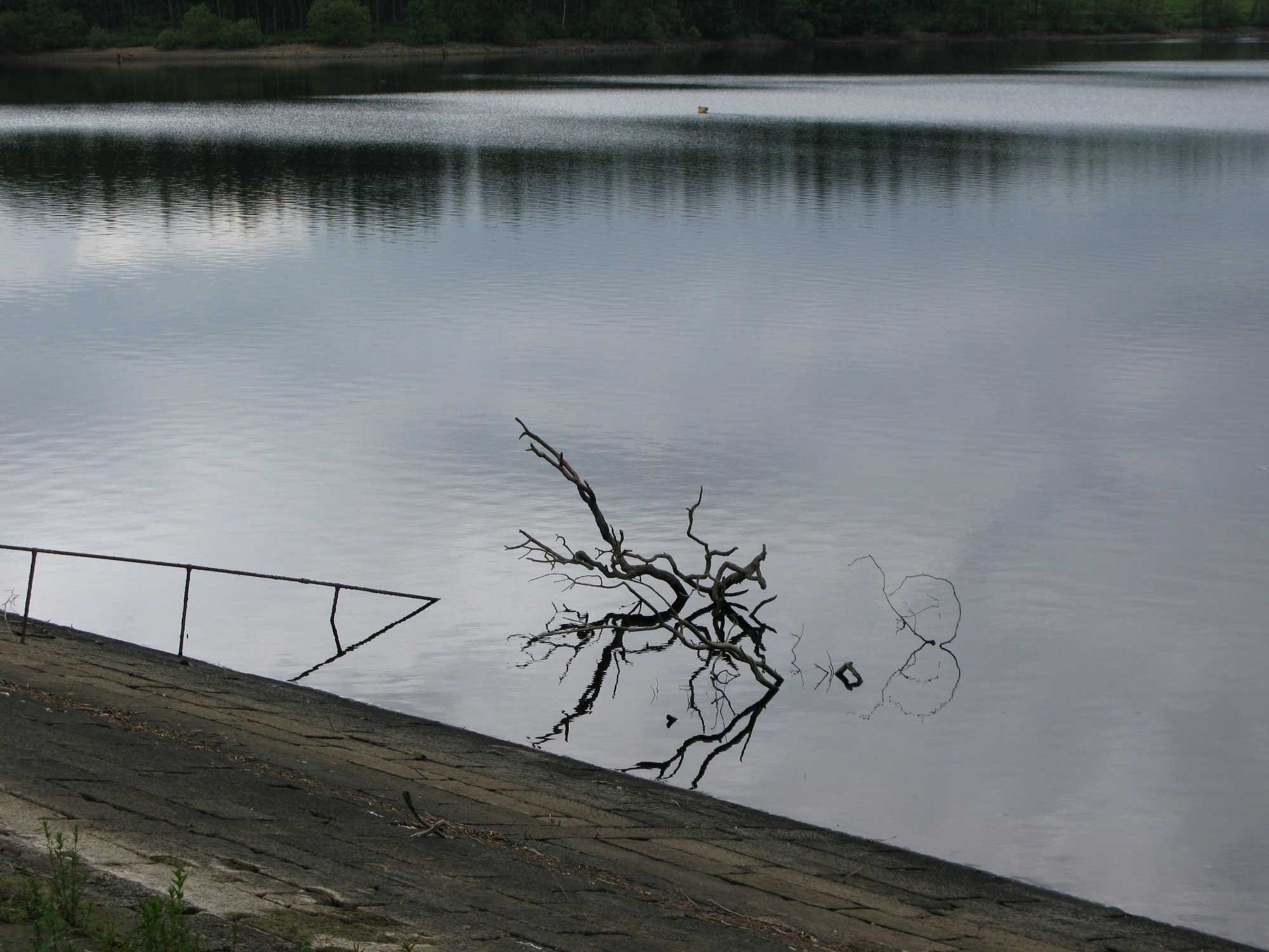 Fallen Branch 
‘Forgotten’ exhibition, A Smith Gallery, Texas 2026 
Juror – Ann Mitchell  