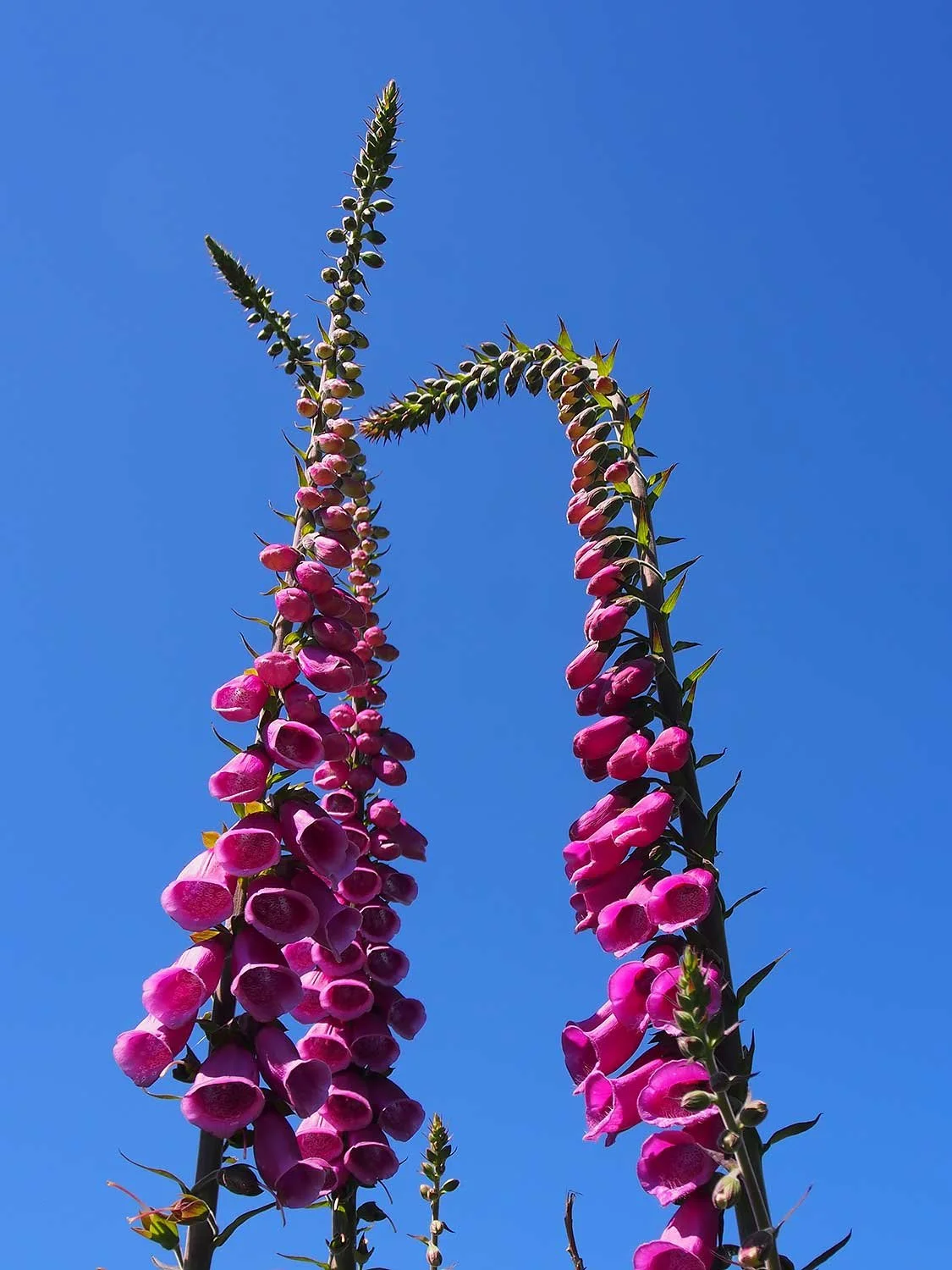Foxgloves 
 
‘Flowers’ exhibition, Carlotta Gallery 2026