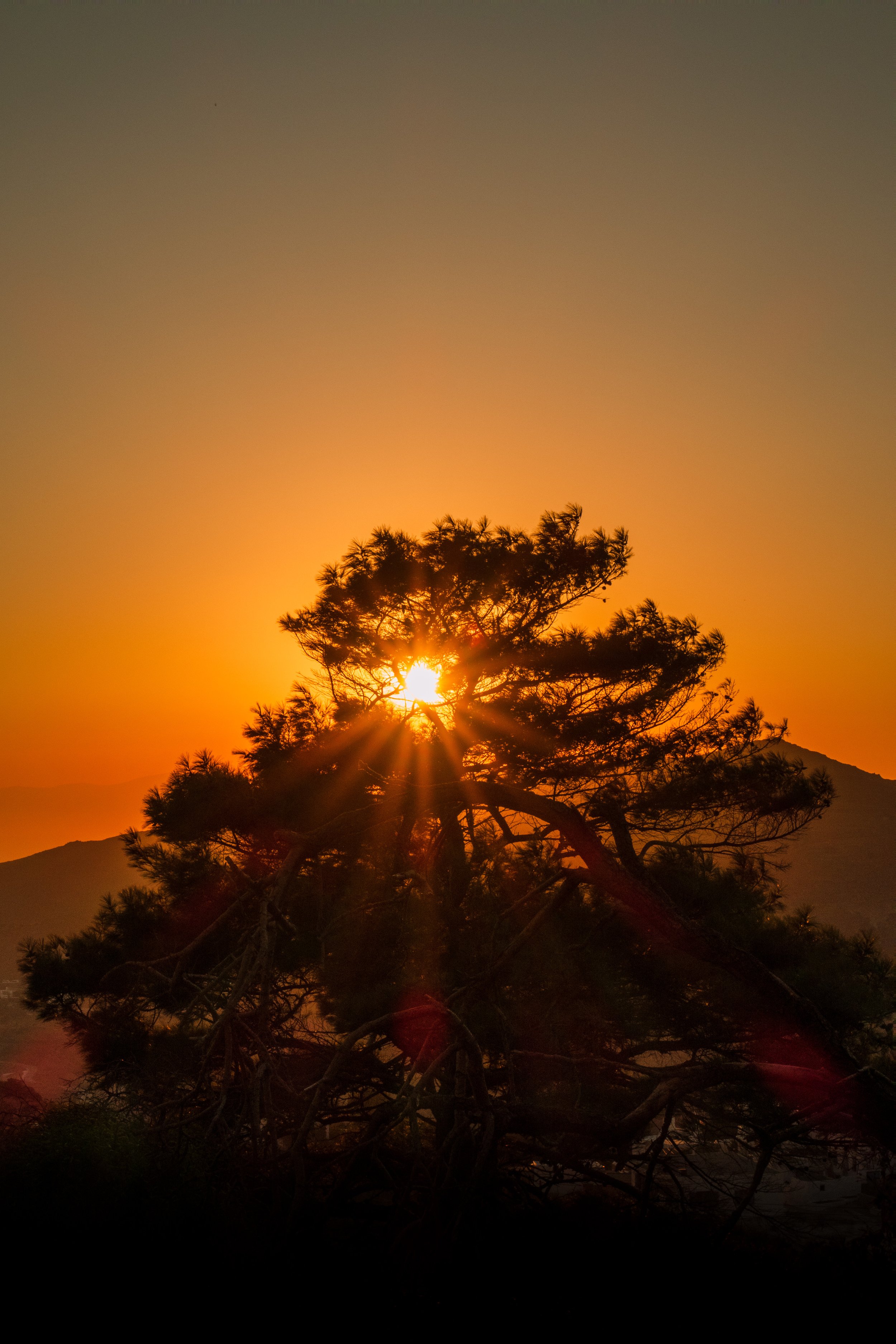 Sunset sunbeams behind an old pine tree, Langada, Amorgos.