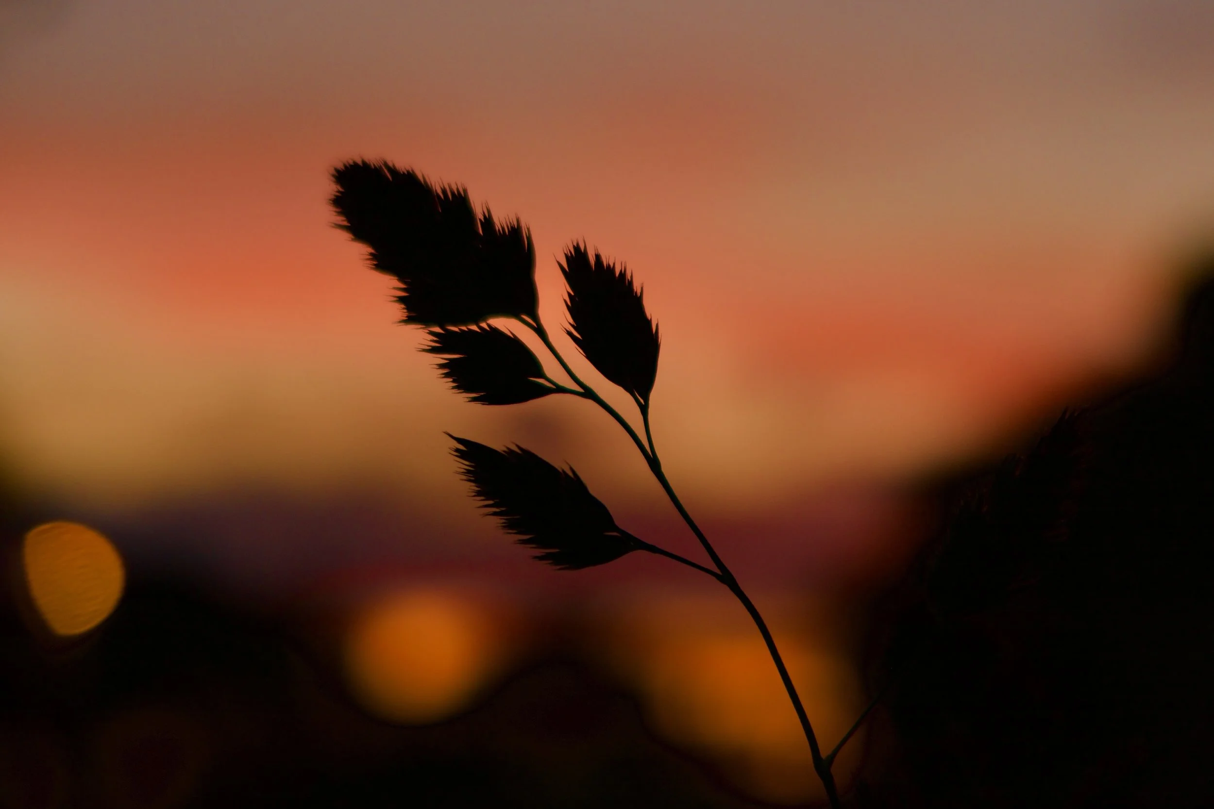  Sunset silhouettes, June 2022 