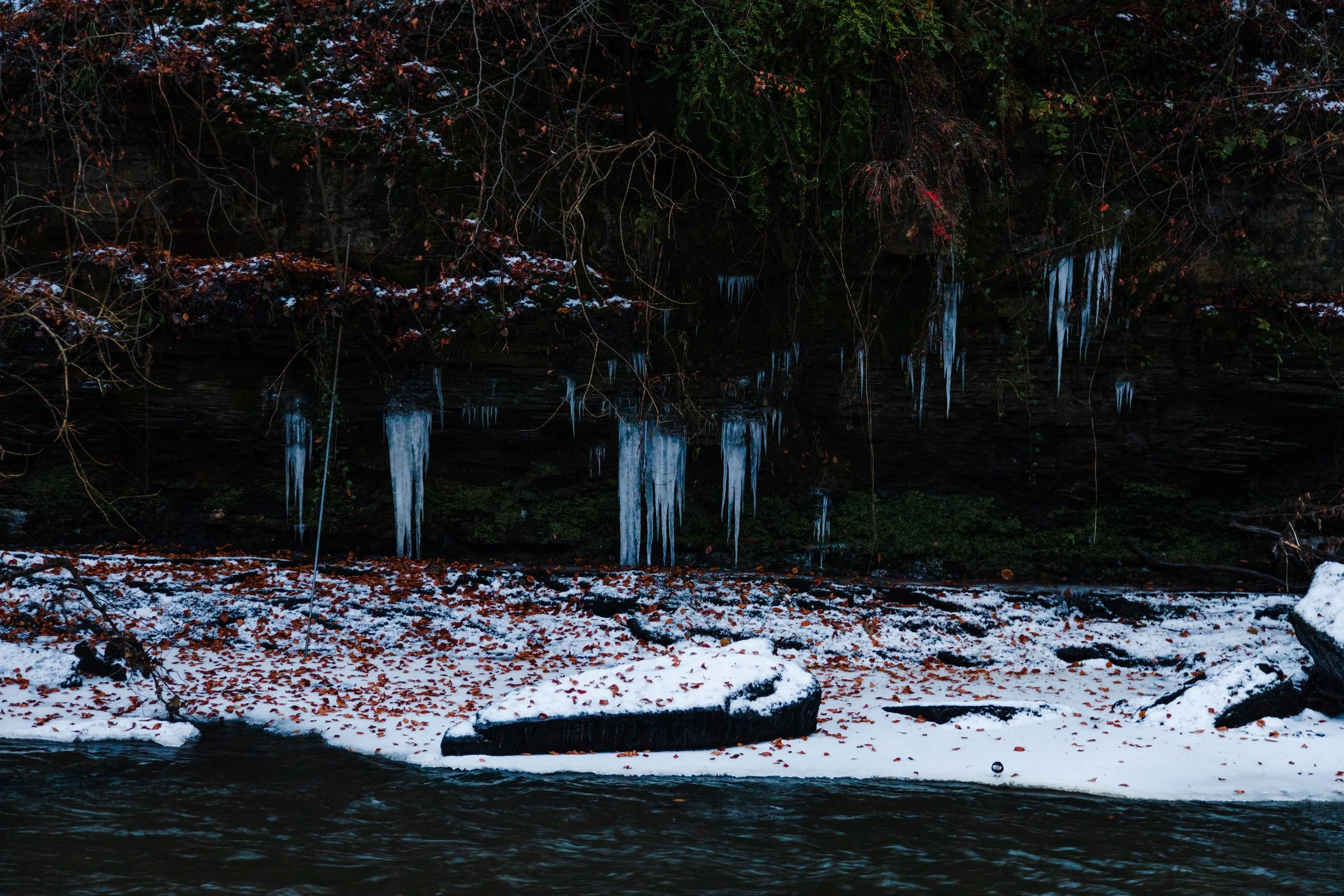  Icicles on the Kelvin, with the pops of red cutting through the December gloom. 