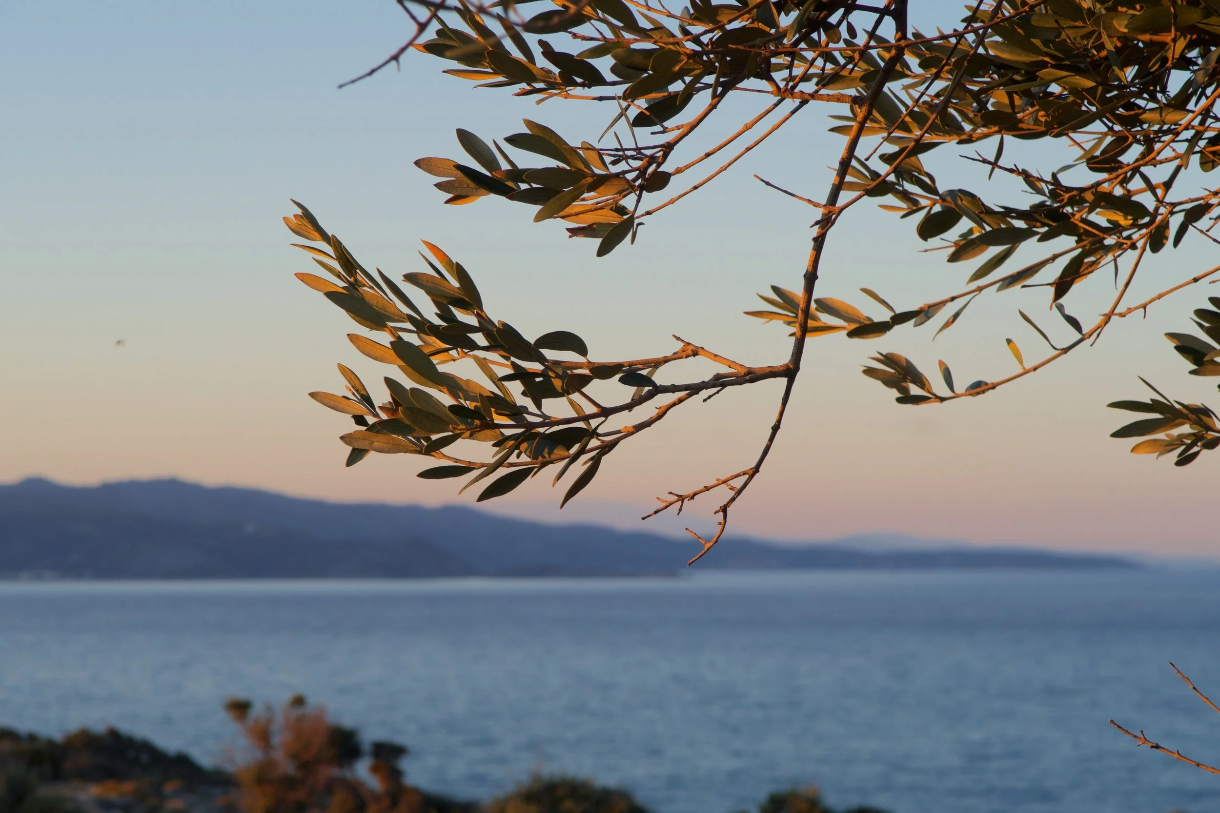 Golden hour olive trees.
Evia, January 2022.