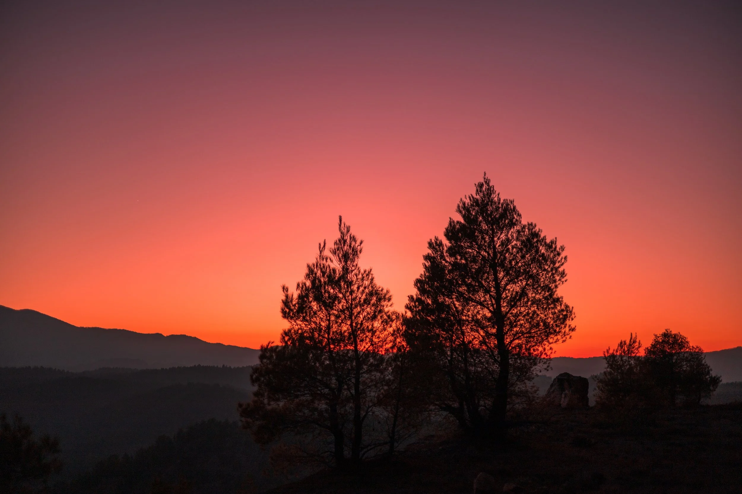 Two trees stand sentry against an intense sunset. Evia island, 2023.
