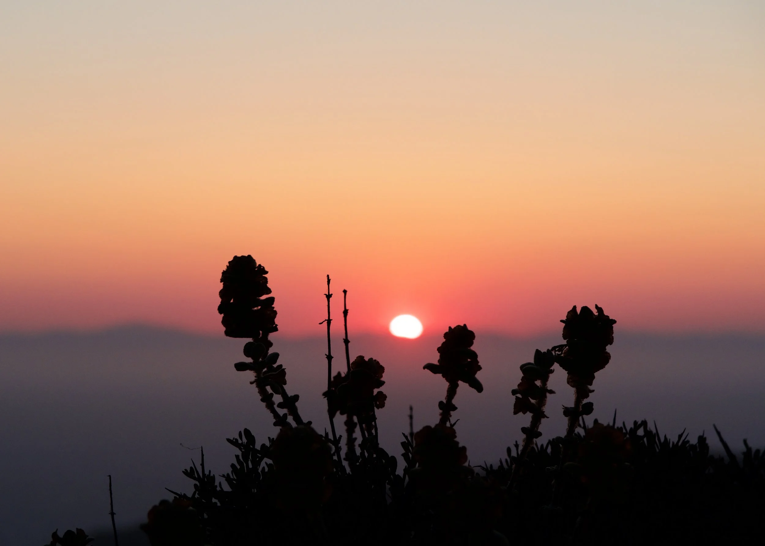 Sage plants silhouetted against the setting sun behind the next island (Naxos), with a misty Aegean Sea stretching between the two islands.