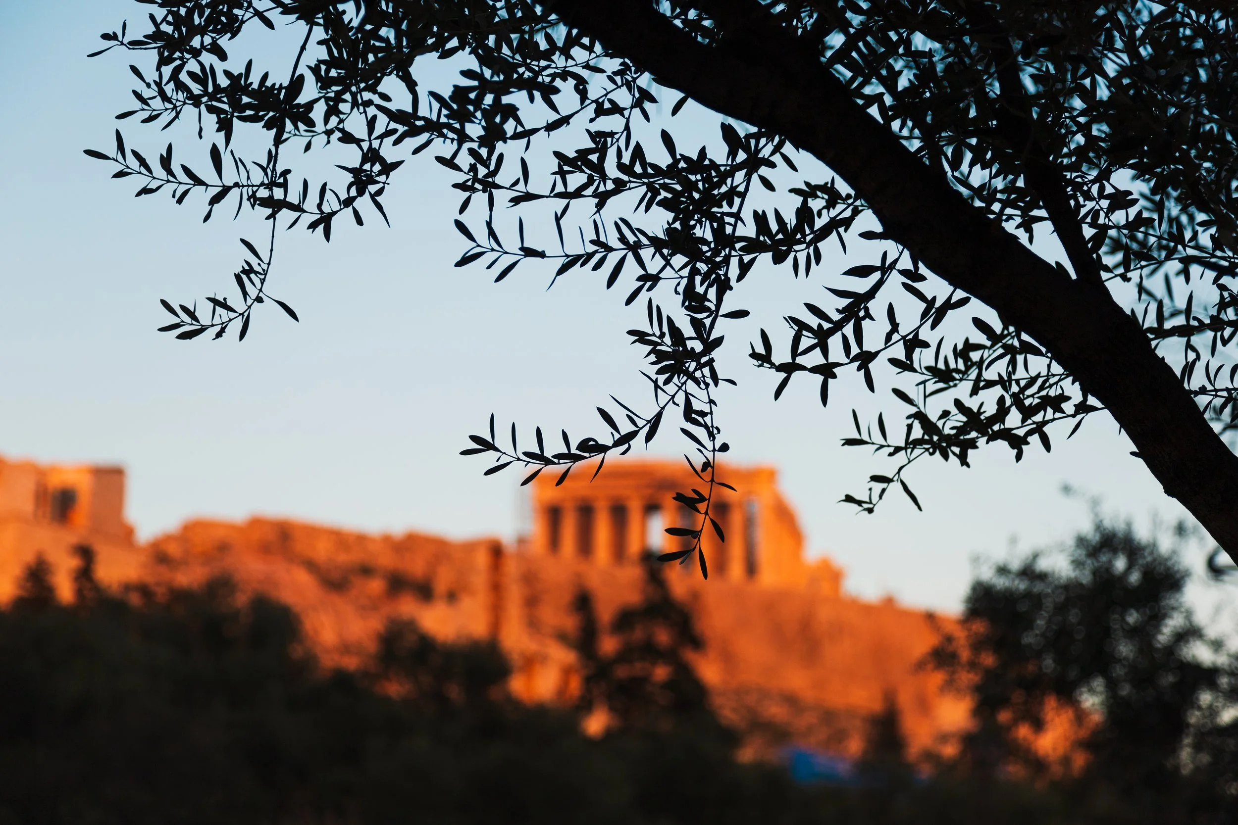 Olive trees and the Acropolis. 
Athens, golden hour, New Year's Eve 2022.
