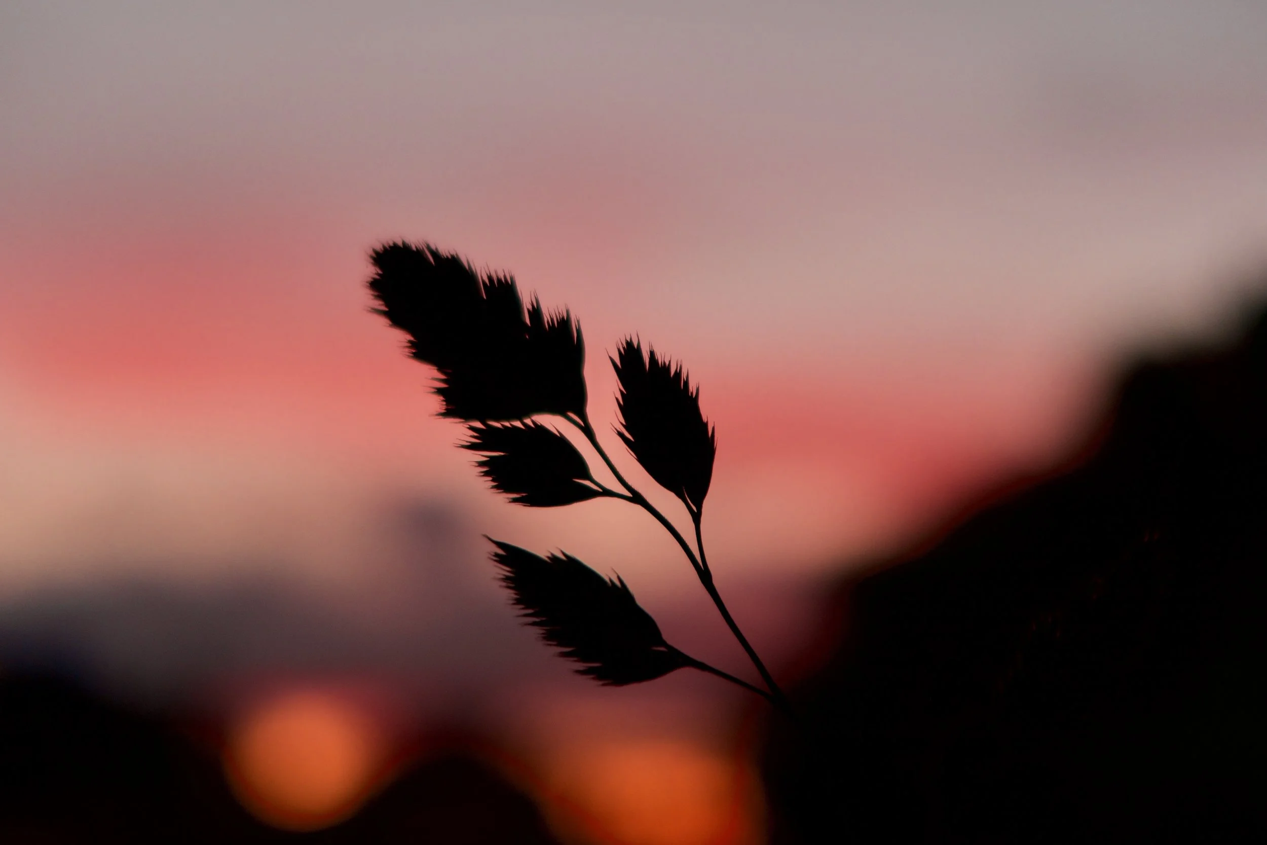 Sunset silhouette.
Stunning colours seen from the Forth and Clyde canal, Glasgow.