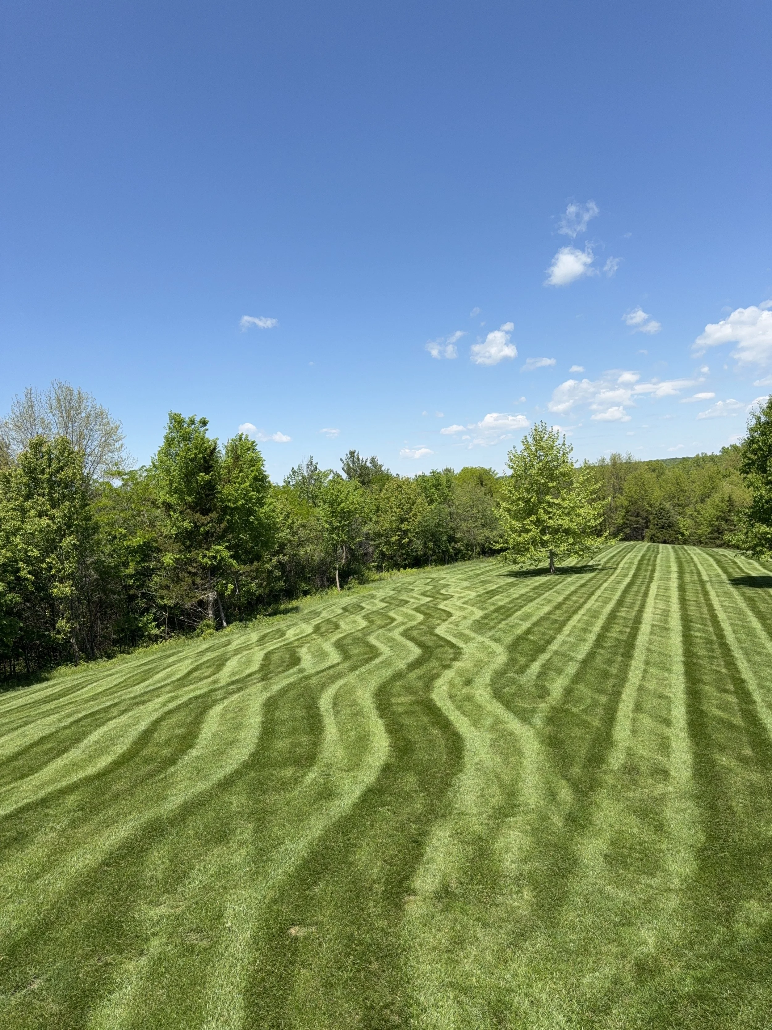 Freshly mowed lawn with wavy mowing stripes under a blue sky