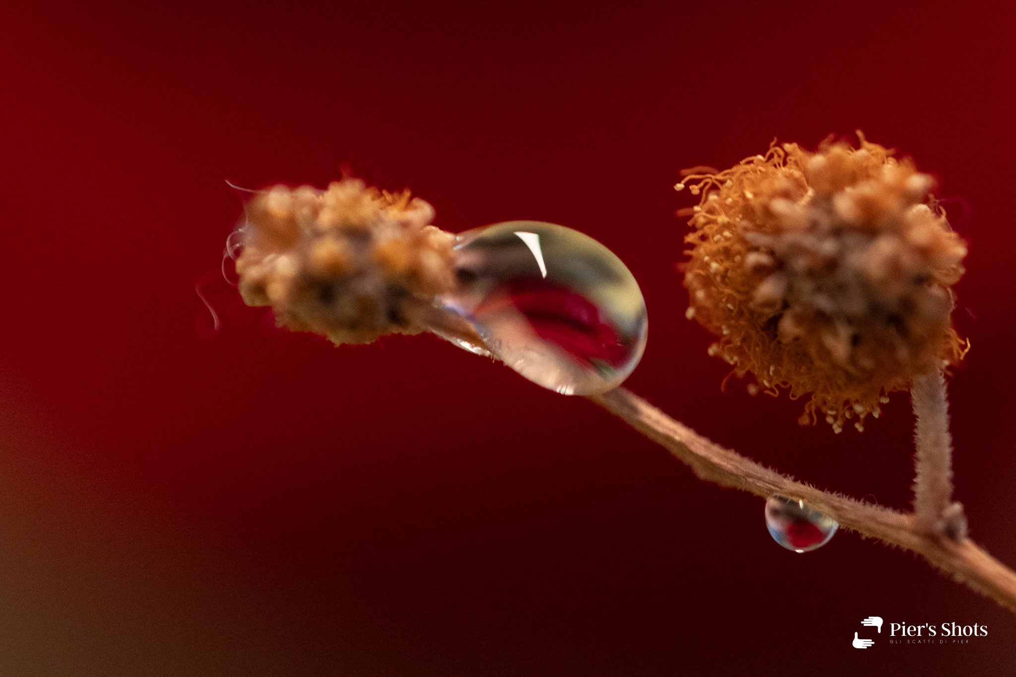 Due gocce di passione