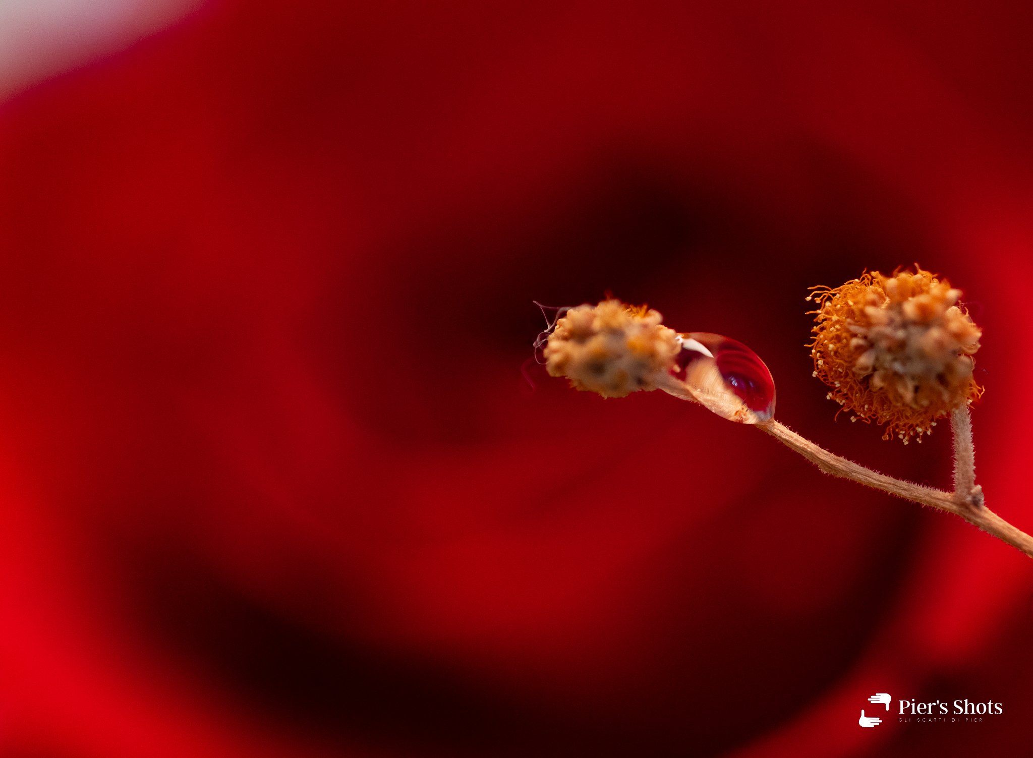 Una goccia di passione