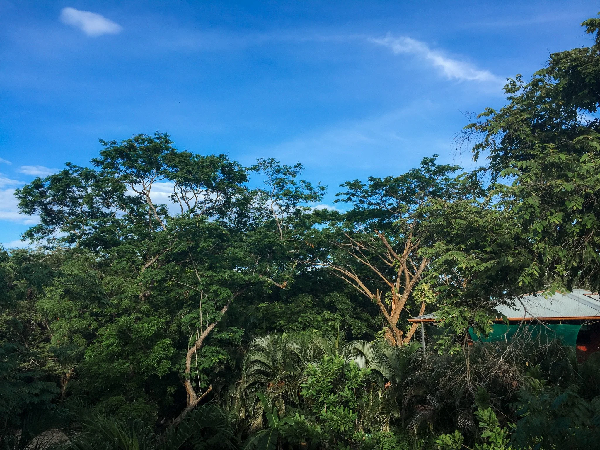 Jungle forest canopy, Playa Tamarindo, Costa Rica