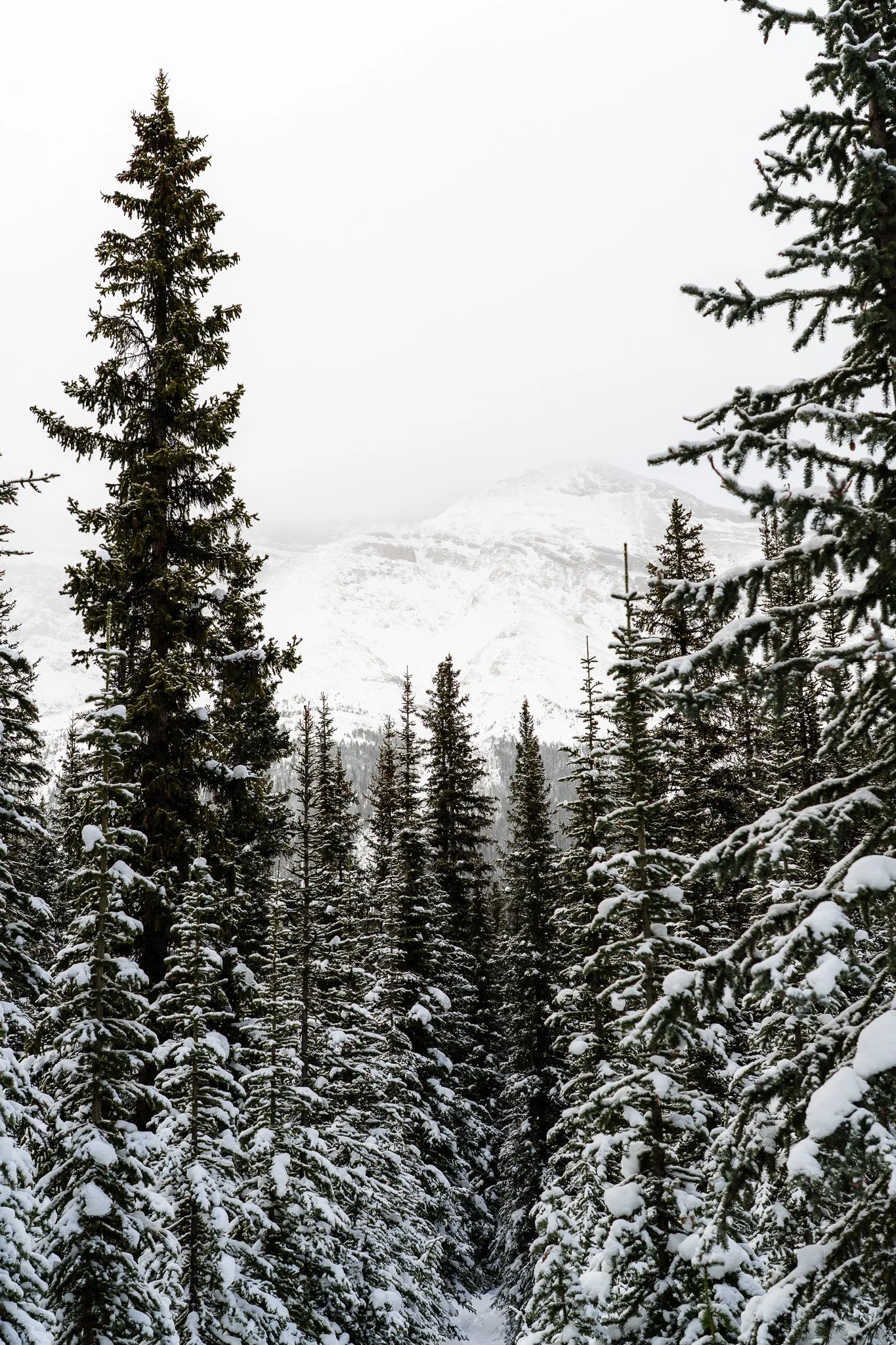 Peyto-Lake-Banff-National-Park-Trent-Ogilvie-4.jpg
