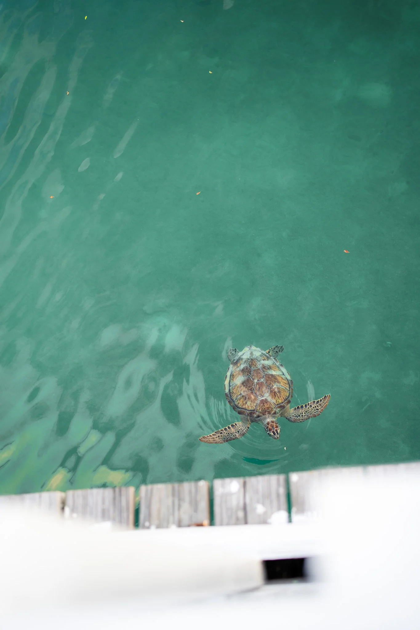 Returning-to-the-Bahamas-Trent-Ogilvie-4.jpg