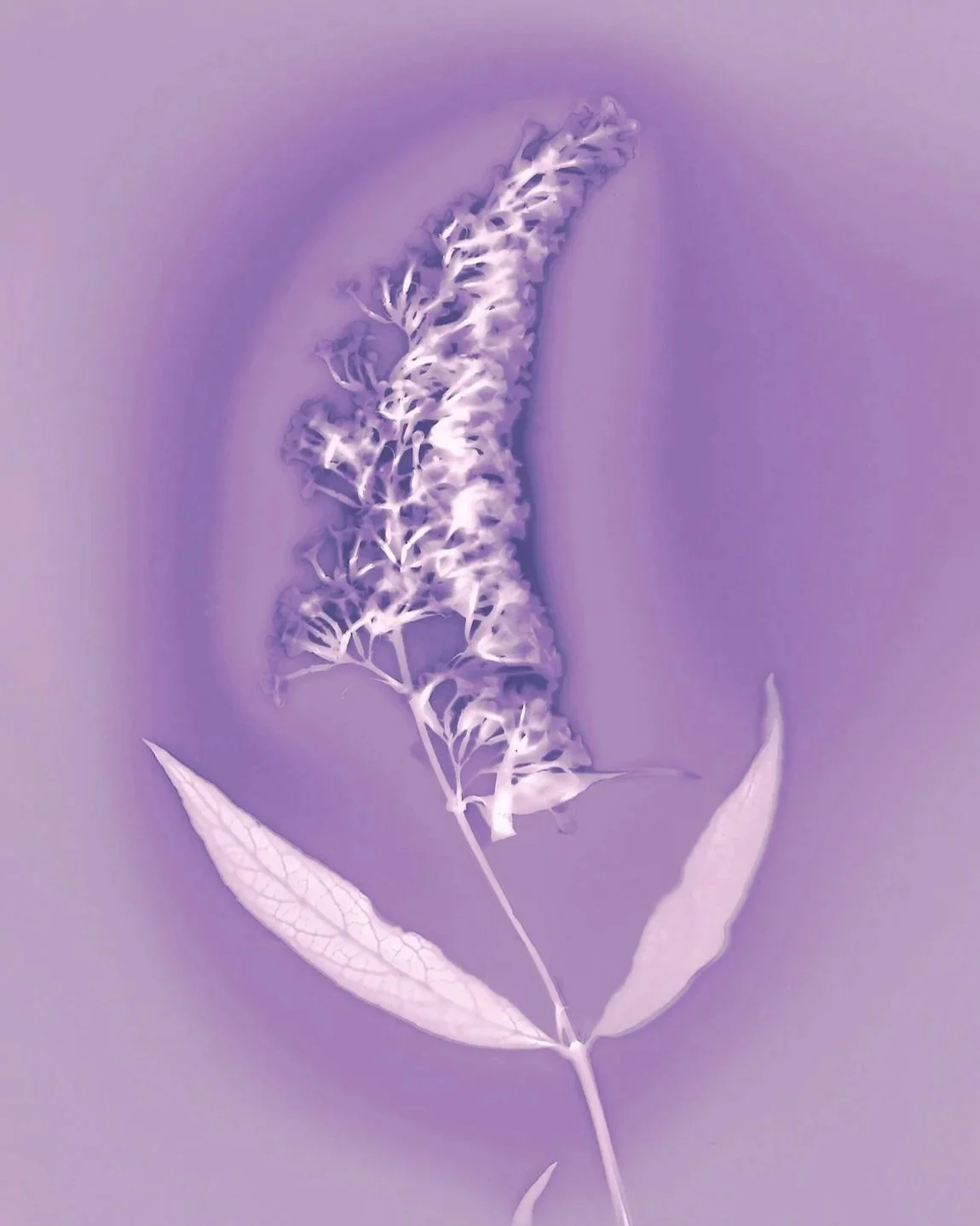 BuddlejaLumen_SW.jpg