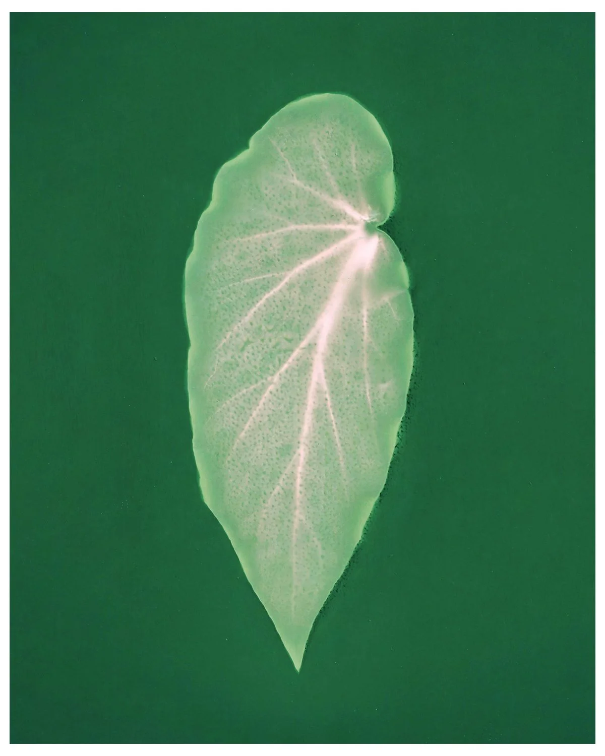Begonia Leaf Lumen A5 Print