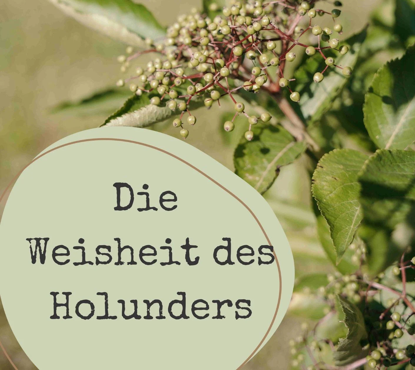 Die Weisheit des Holunders