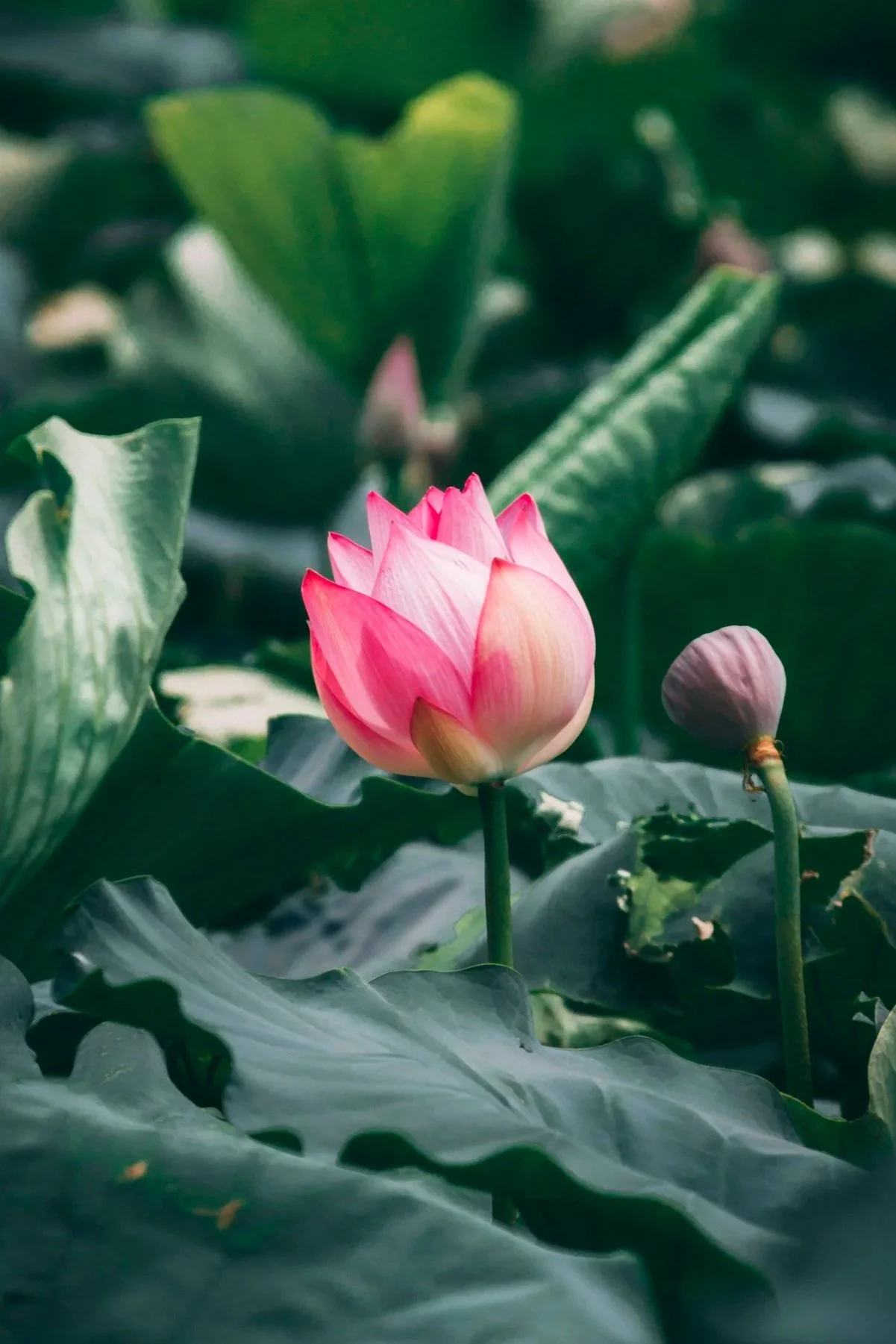 A white water lily flower with a yellow center floating among green lily pads on water.