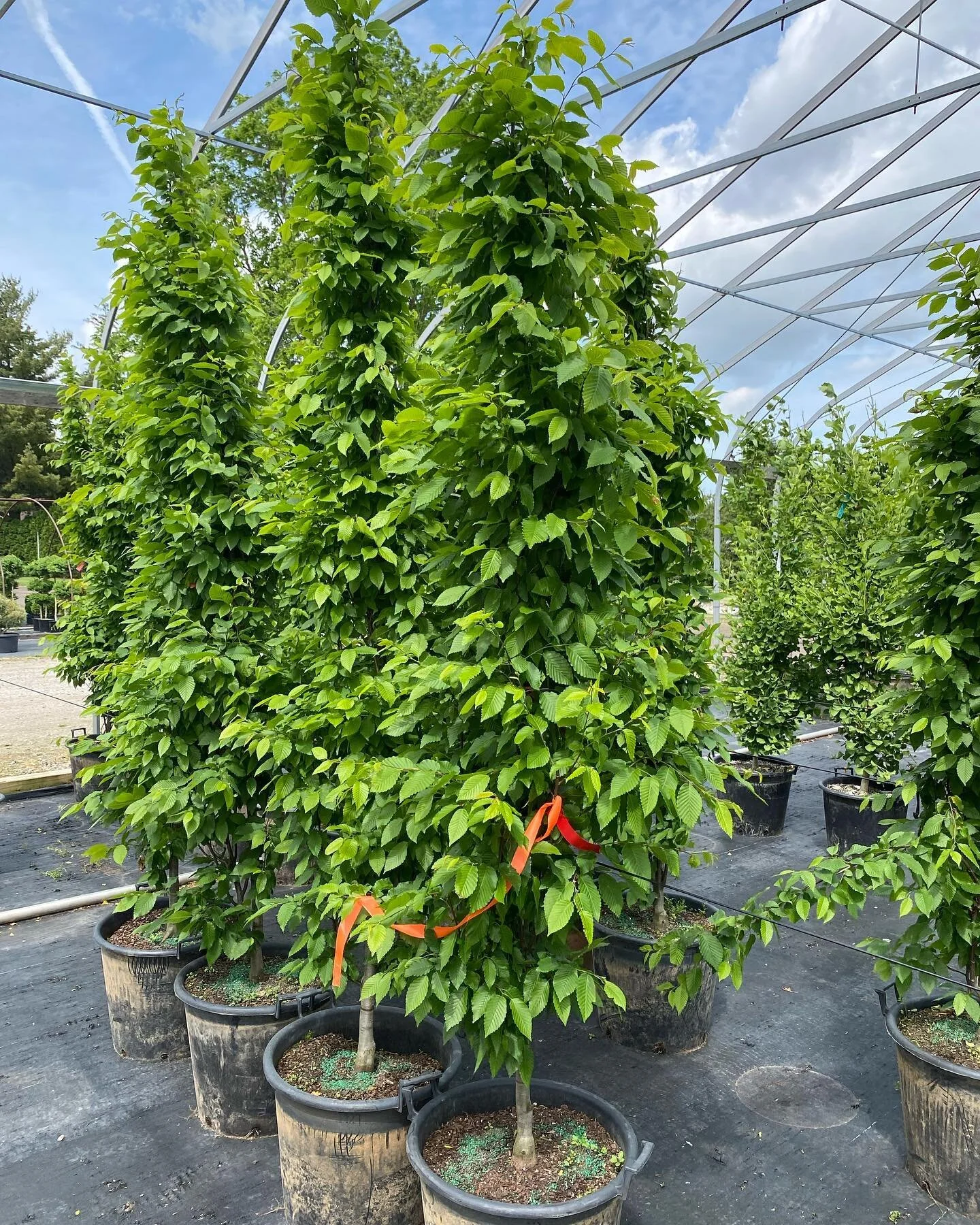 McClelland Landscape Architectural Design