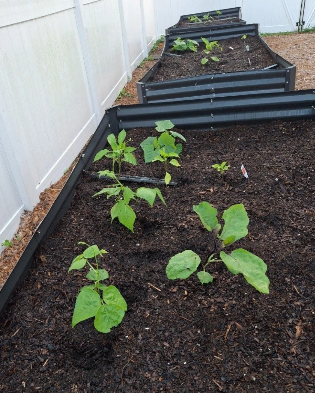 Our Dignity House guests have been tending to their garden, and the eggplants and cucumbers are growing fast! 

This little patch of green is a reminder of the fruit that comes from hard work and patience. 🌱

#WearGloves #DignityNotDependency #Growt