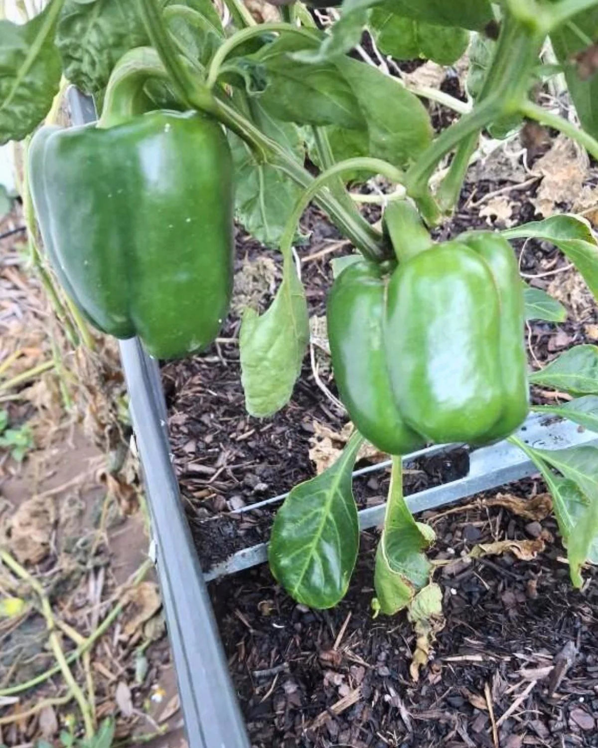 The bell peppers in the Dignity House garden are growing beautifully! 🫑 We&rsquo;re so proud of our guests and staff for cultivating these fresh vegetables.

#WearGloves #DignityNotDependency #DignityHouse #Garden #Vegetables