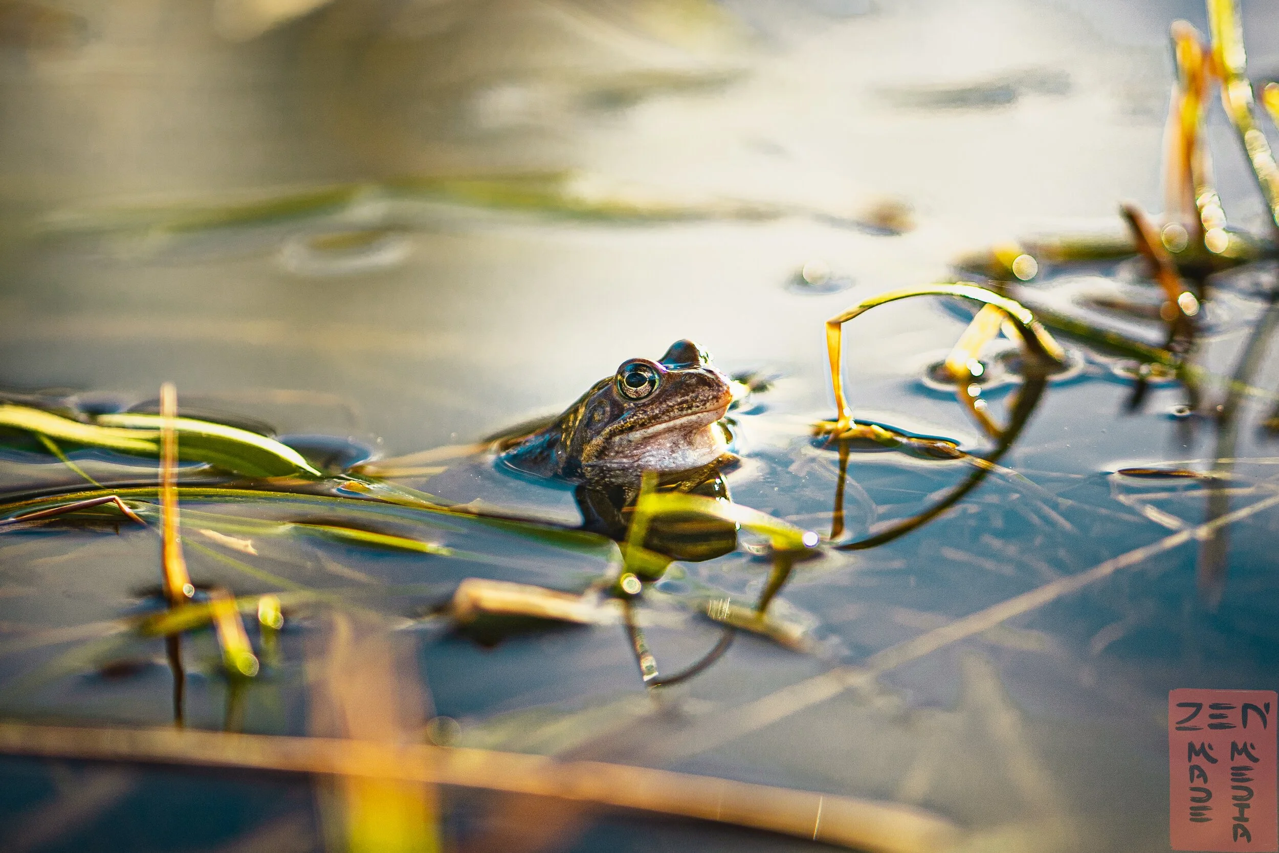 froggy.jpg