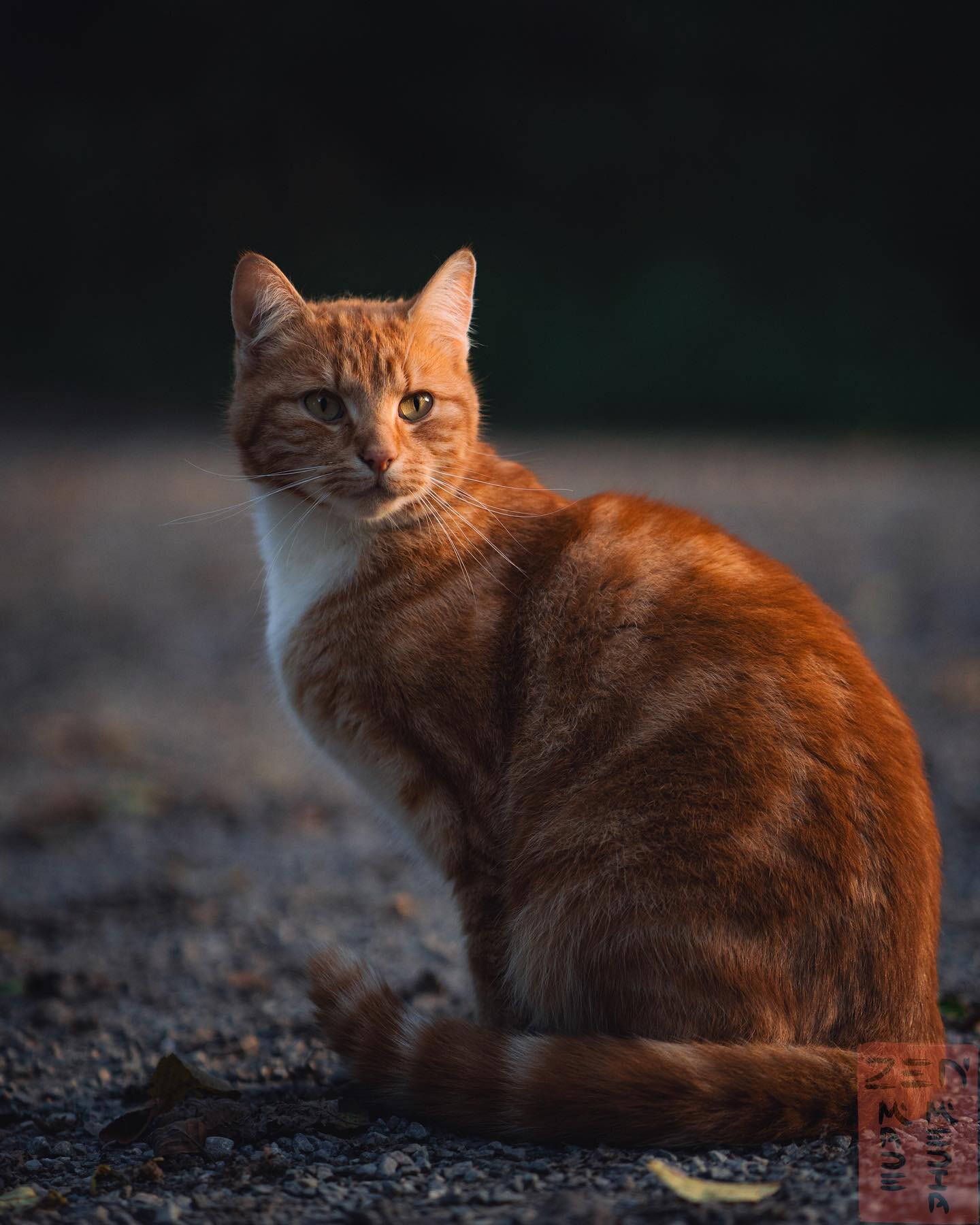 Matching sunset.
*
#sunsetcat #catmodel #igcats #orangecats #catgram #oslogram #catportraits #mittoslo #oslobilder #sonyalphaanimalportrait #sonyalpha #scandinavianphoto_no #animalportraits #zenmademedia