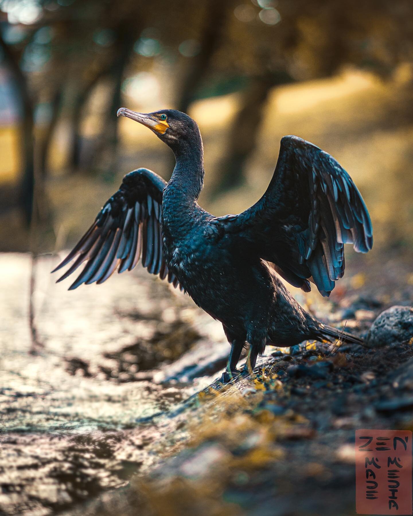 At the end of each summer you can find the great cormorant swimming up and down Akerselva. I always find these amazing birds around the same area. Swip for Closeup ➡️ #greatcormorant #swimmingbirds #birdphotography #skarv #skarve #naturephotography #